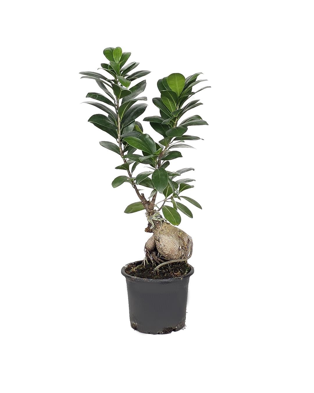 Ficus microcarpa Ginseng Aşısız – 100 gr – 10 cm Saksı