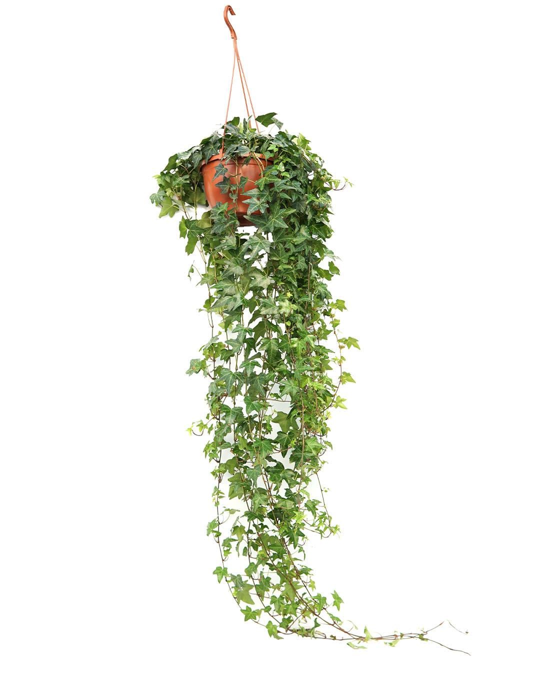 Hedera Askılı 15 cm