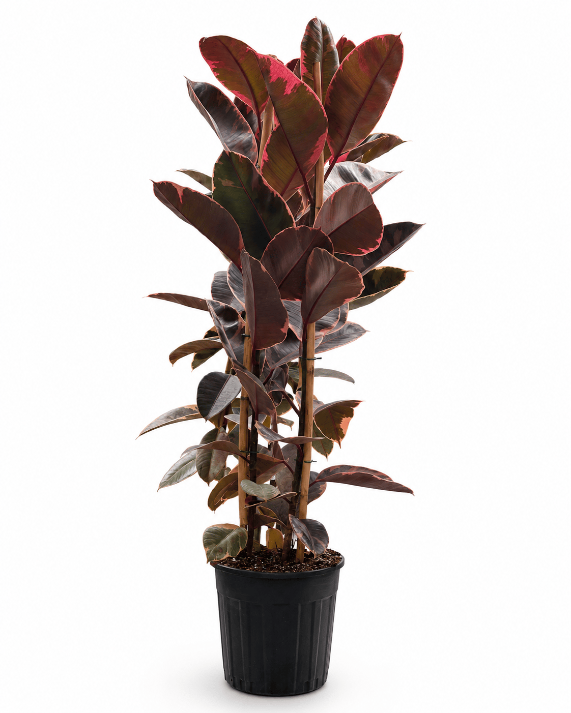 Kauçuk Bitkisi Çift Gövde – Ficus elastica Belize