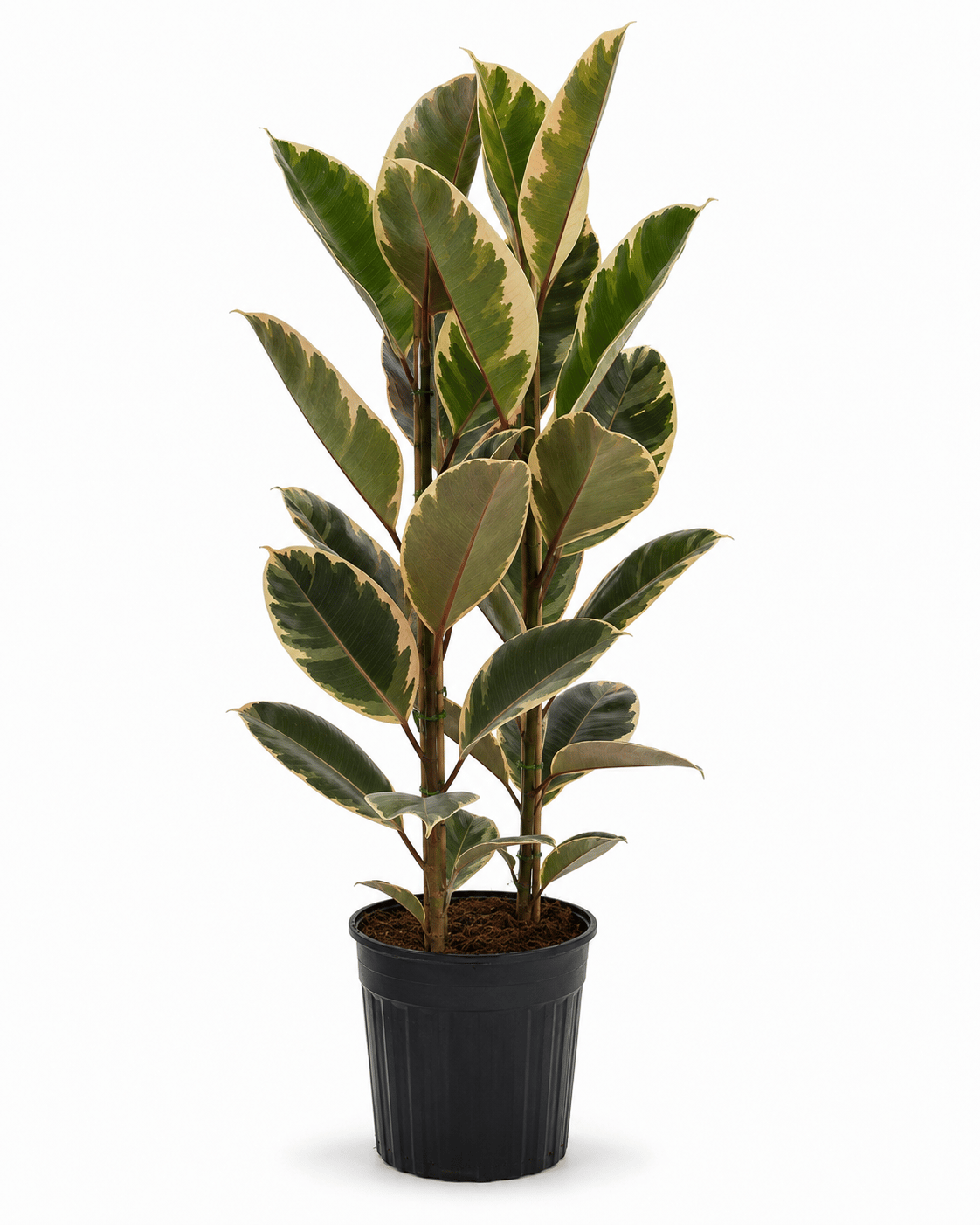 Kauçuk Bitkisi Tineke – Ficus Elastica – Çift Gövde, 21 cm Saksı