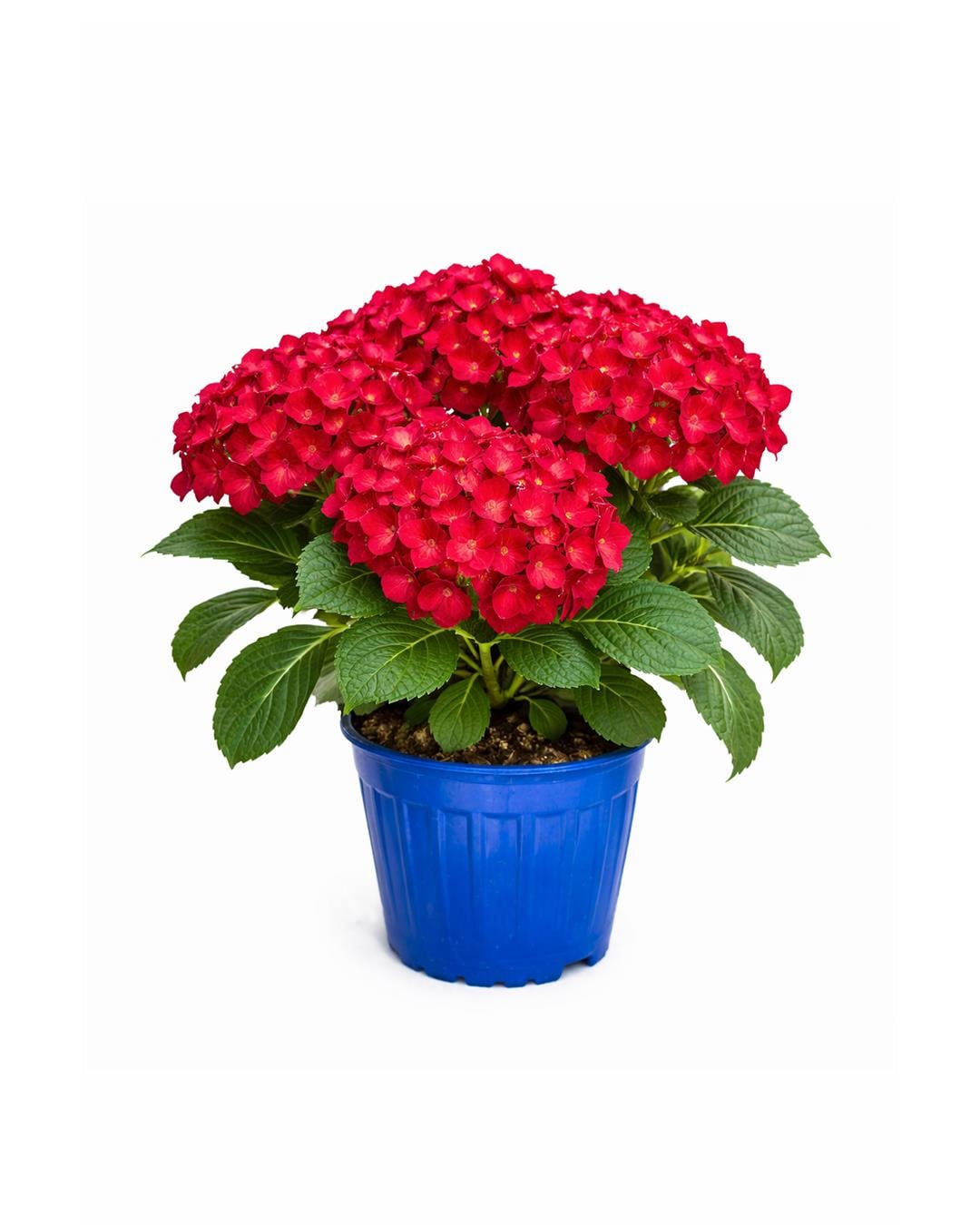 Kırmızı Ortanca Çiçeği – Hydrangea – 19 cm Saksı