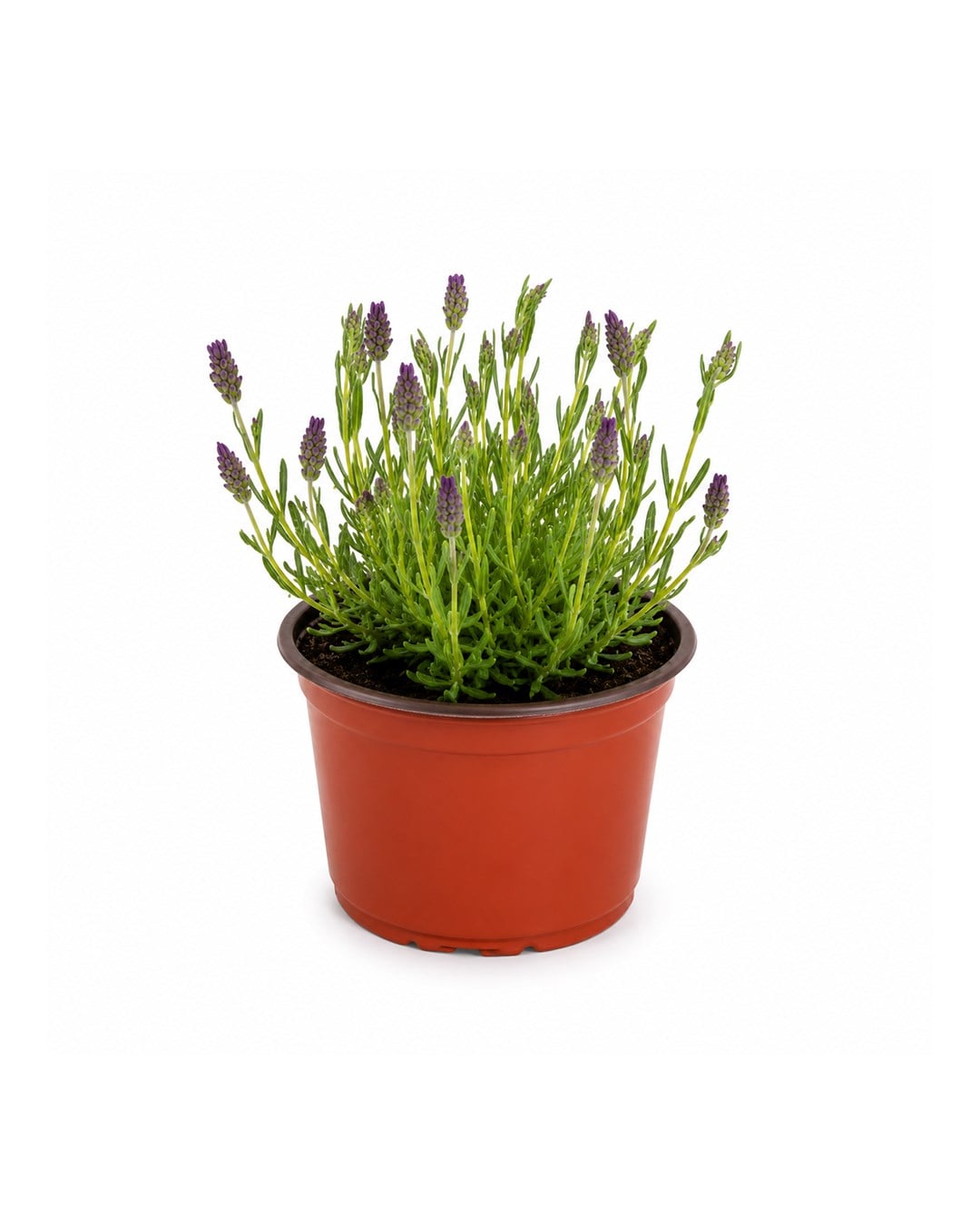 Lavanta Fidesi – Lavandula – 12 cm Saksı