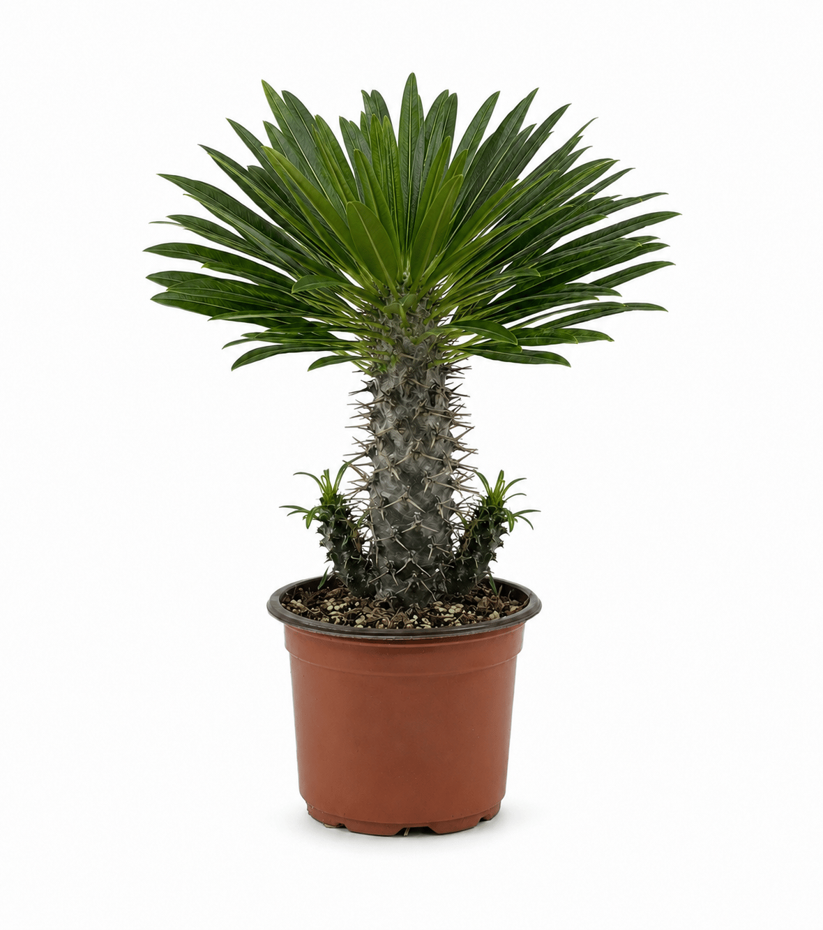 Madagaskar Palmiyesi – Pachypodium lamerei 12 cm