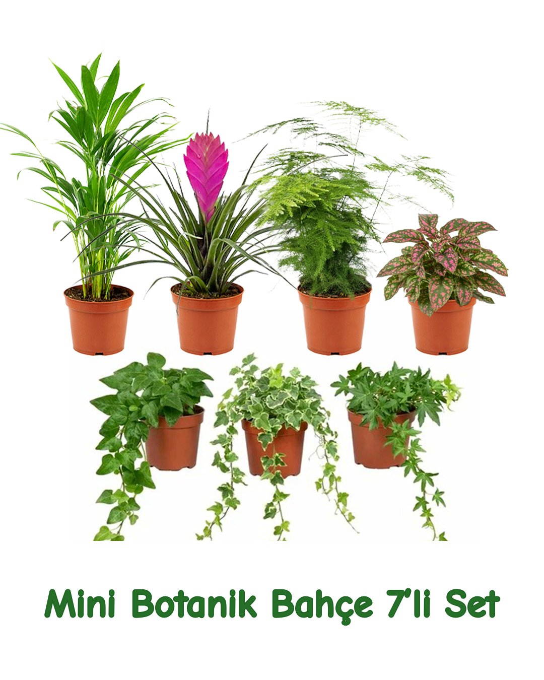 Mini Botanik Bahçe 7'li Bitki Seti – Hedera, Asparagus, Chamaedorea, Hypoestes & Tillandsia (8.5 cm)