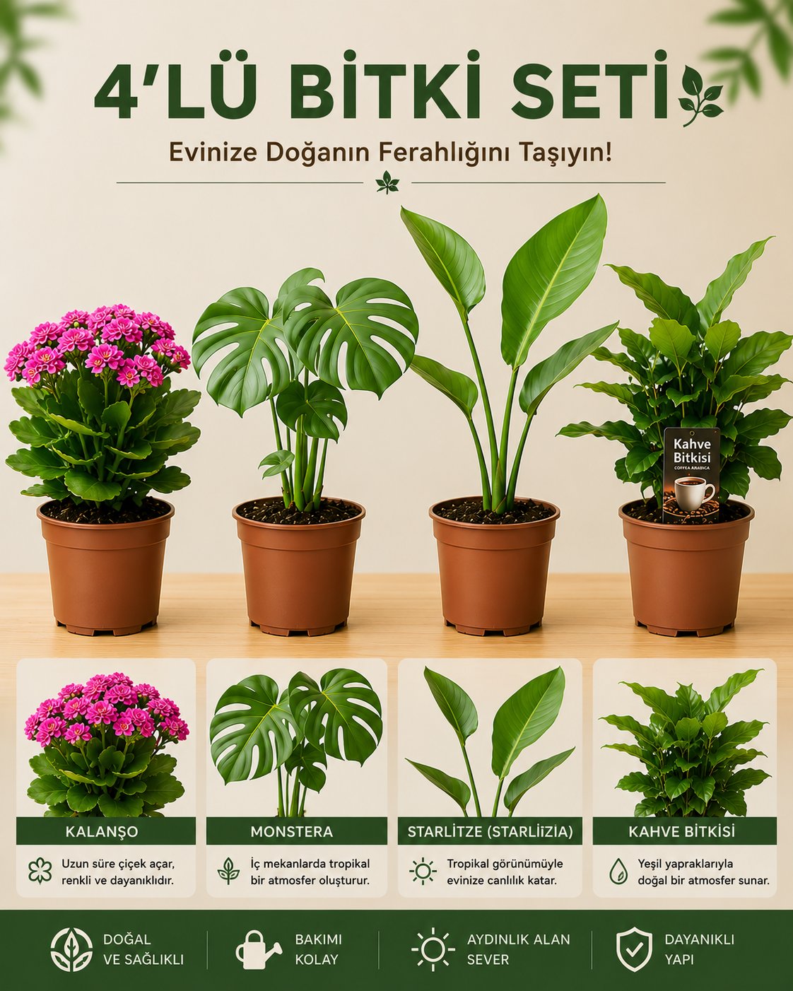 Monstera – Rosa Mini – Strelitzia – Sansevieria Superba Seti – 4'lü Bitki Seti
