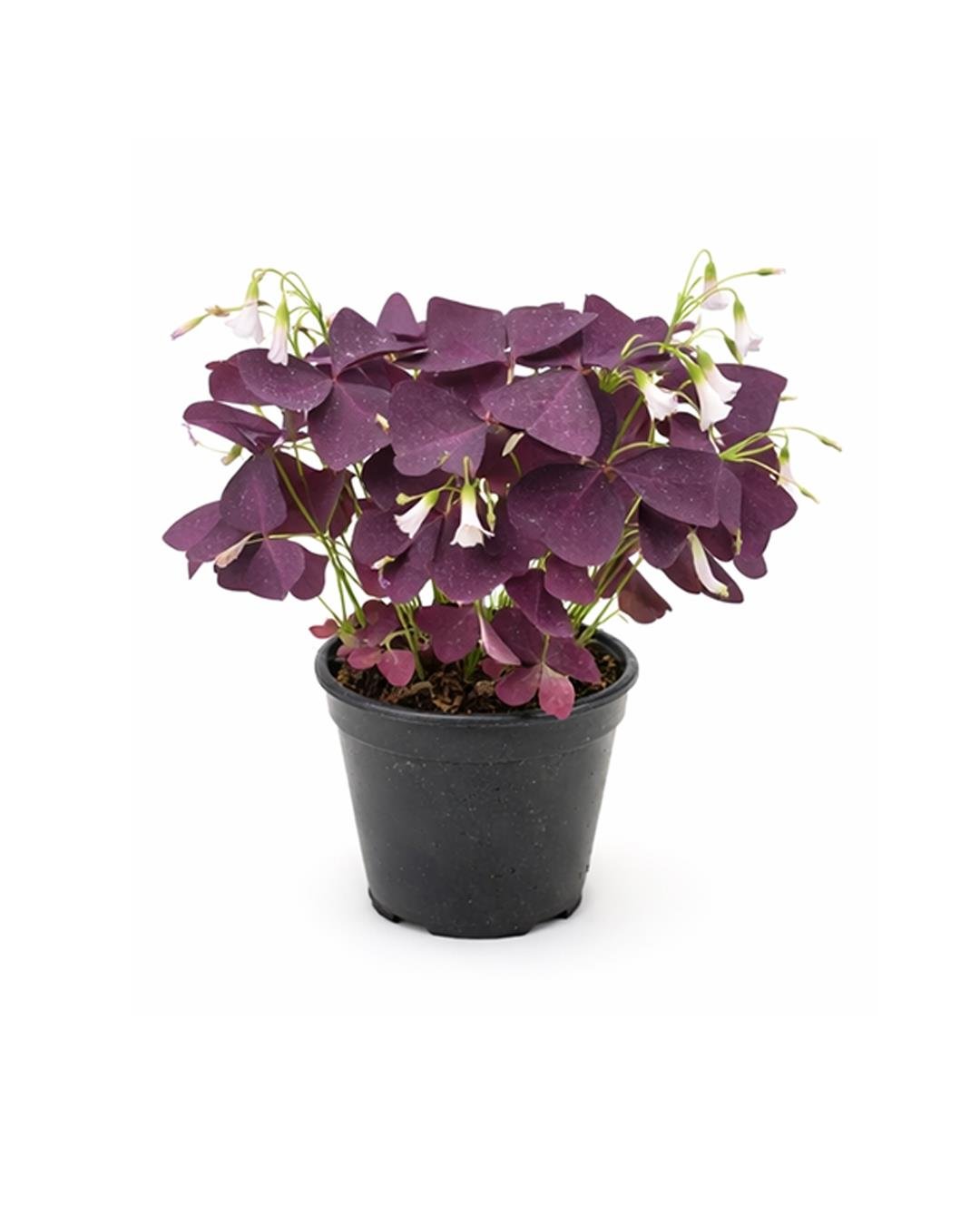 Mor Yonca Çiçeği – Oxalis triangularis – 12 cm Saksı