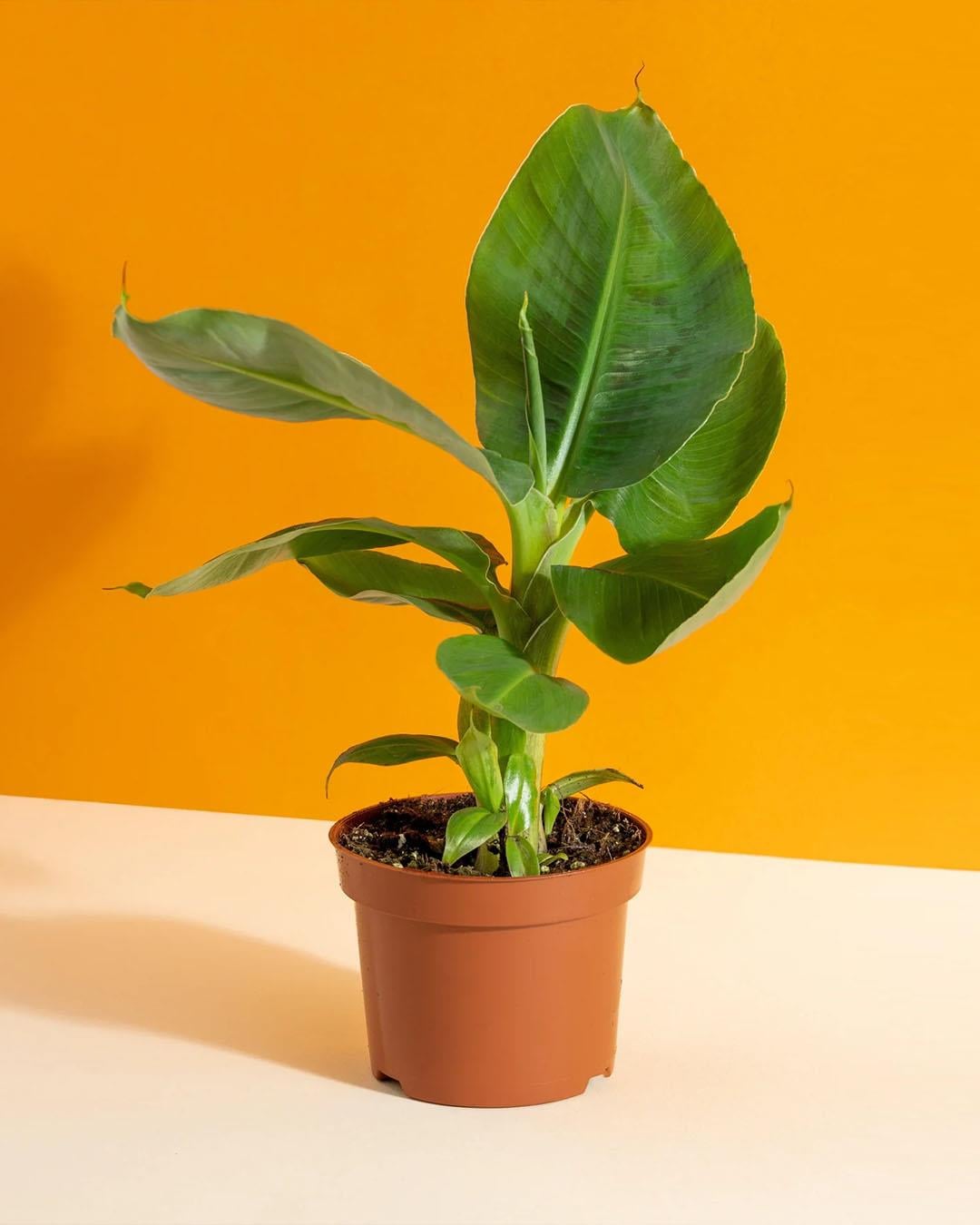 Muz Bitkisi – Musa acuminata – 12 cm Saksı