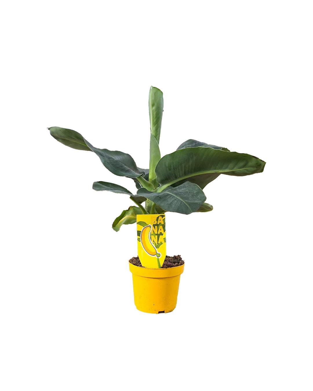 Muz - Musa 12 cm Saksı