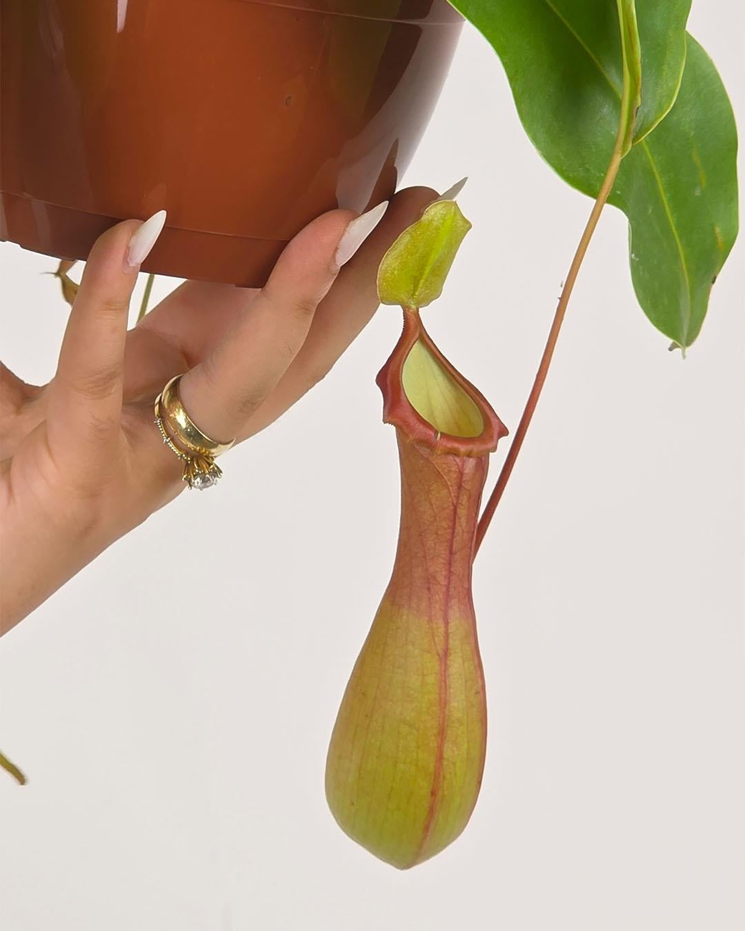 Nepenthes Alata Askılı 15 cm 