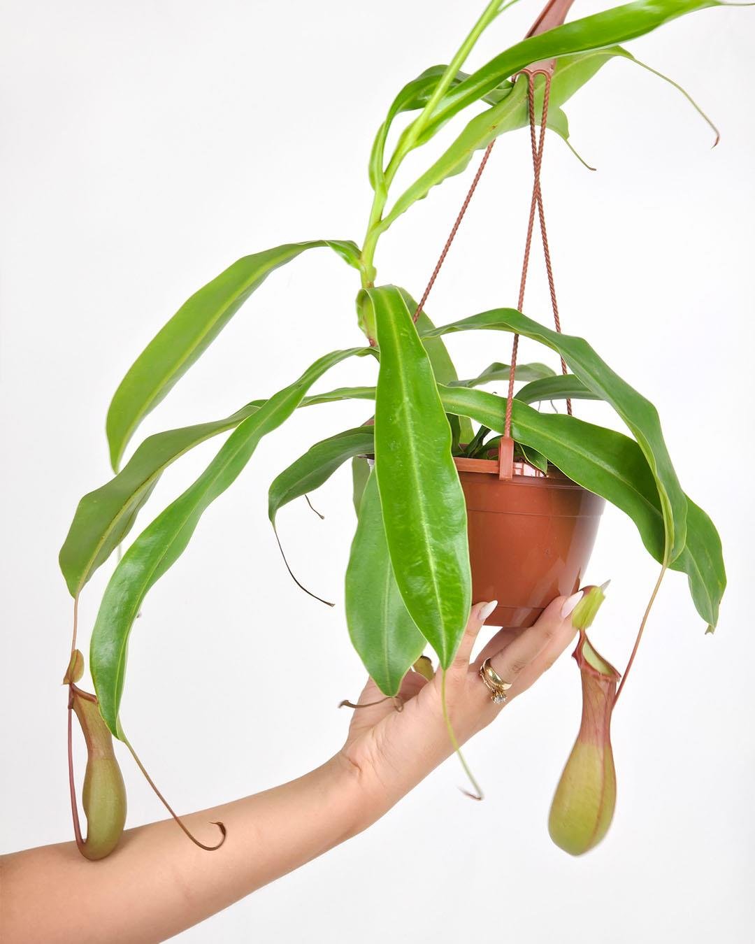Nepenthes Alata Askılı 15 cm 