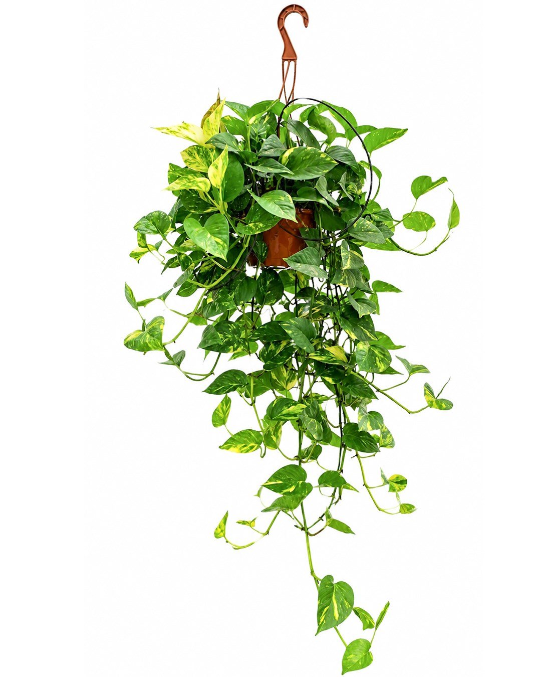 Salon Sarmaşığı – Epipremnum aureum Askılı Saksı