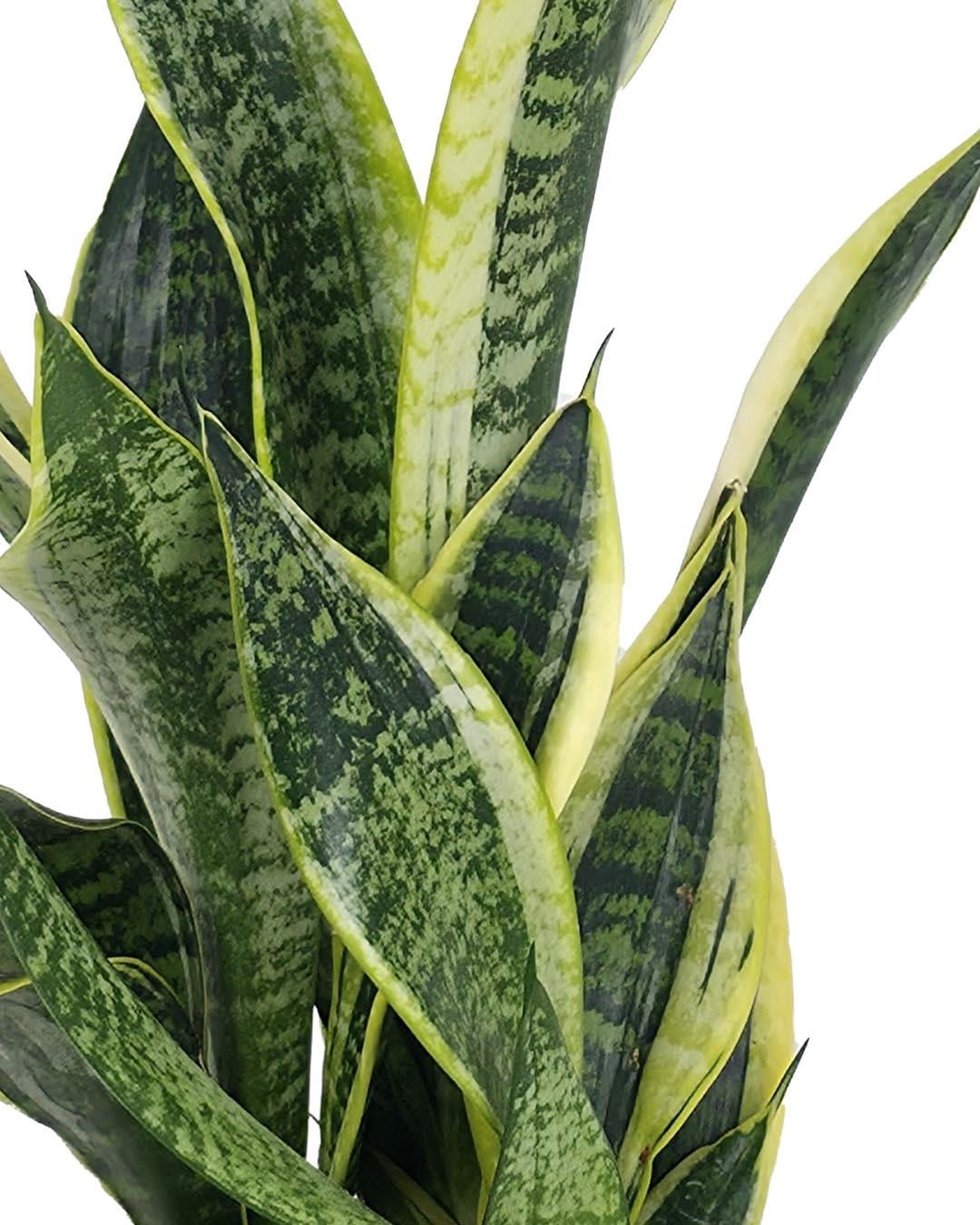 Sansevieria Superba 14 cm