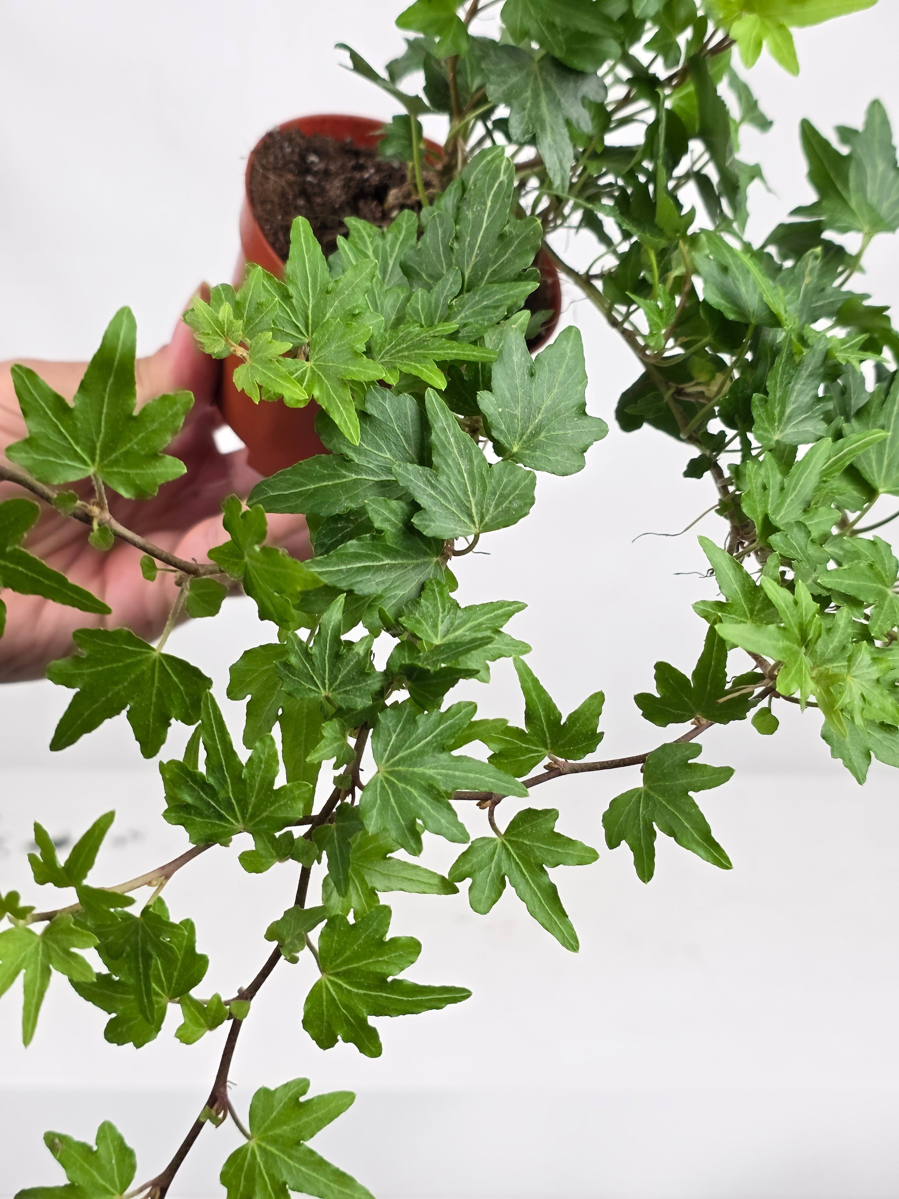 Sarmaşık Askılı – Hedera helix – 15 cm Saksı