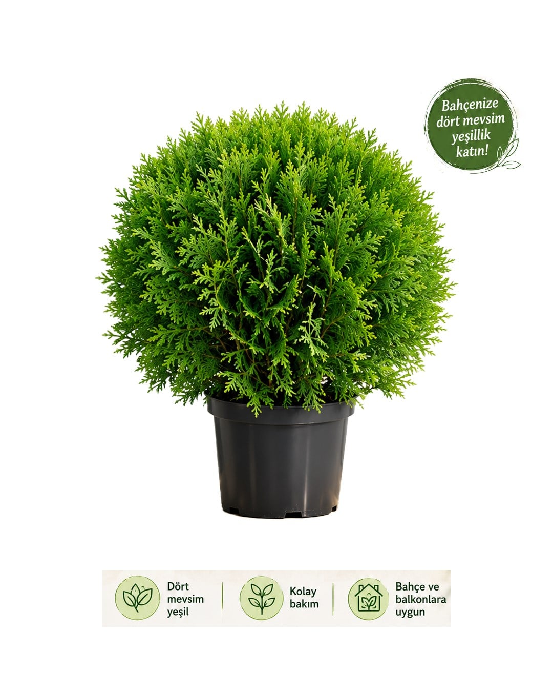 Thuja ‘Mirjam' – Top Mazı – 17 cm Saksı
