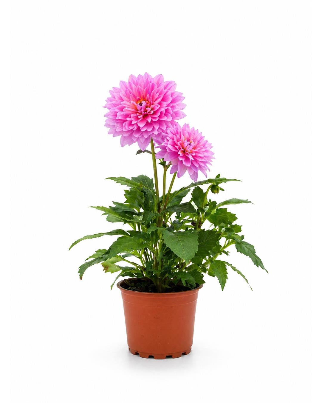 Yıldız Çiçeği – Dahlia 