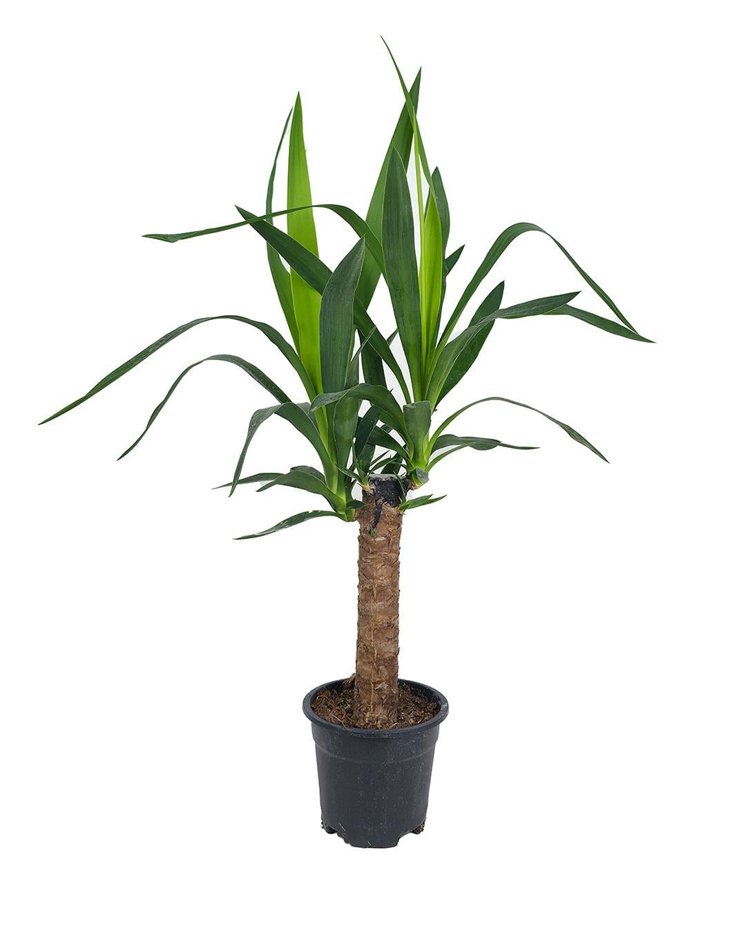 Yucca 30 cm