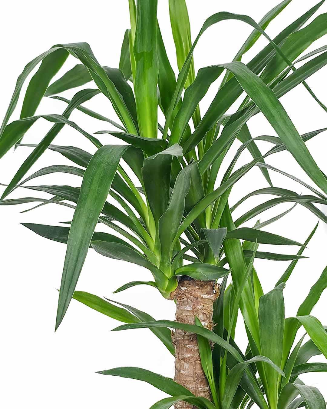 Yuka Bitkisi Çift Gövde – Yucca elephantipes 30–60 cm
