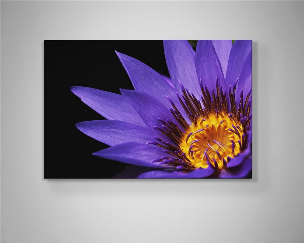 Mor Nilüferin Alevi