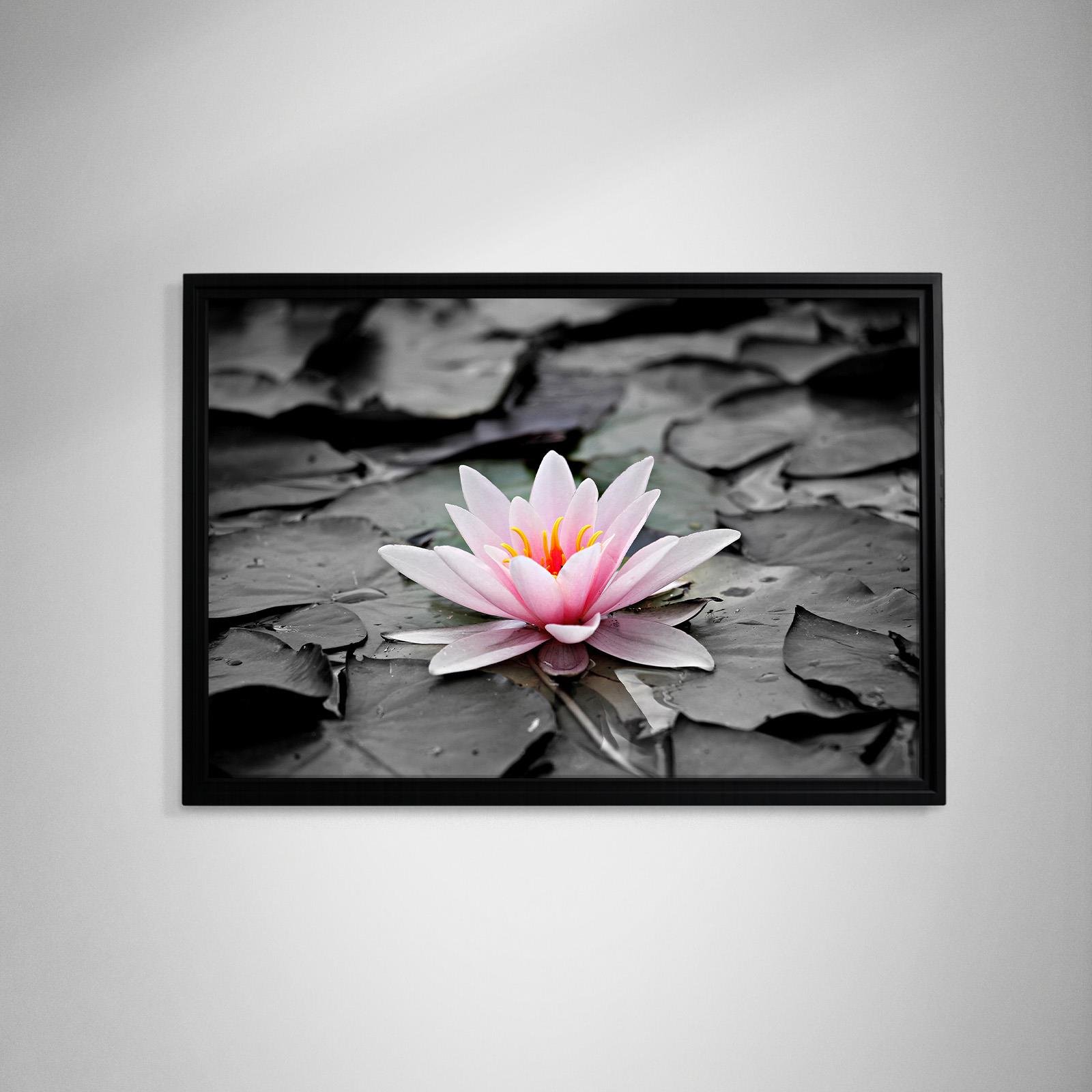 Siyah Suda Doğan Pembe Nilüfer