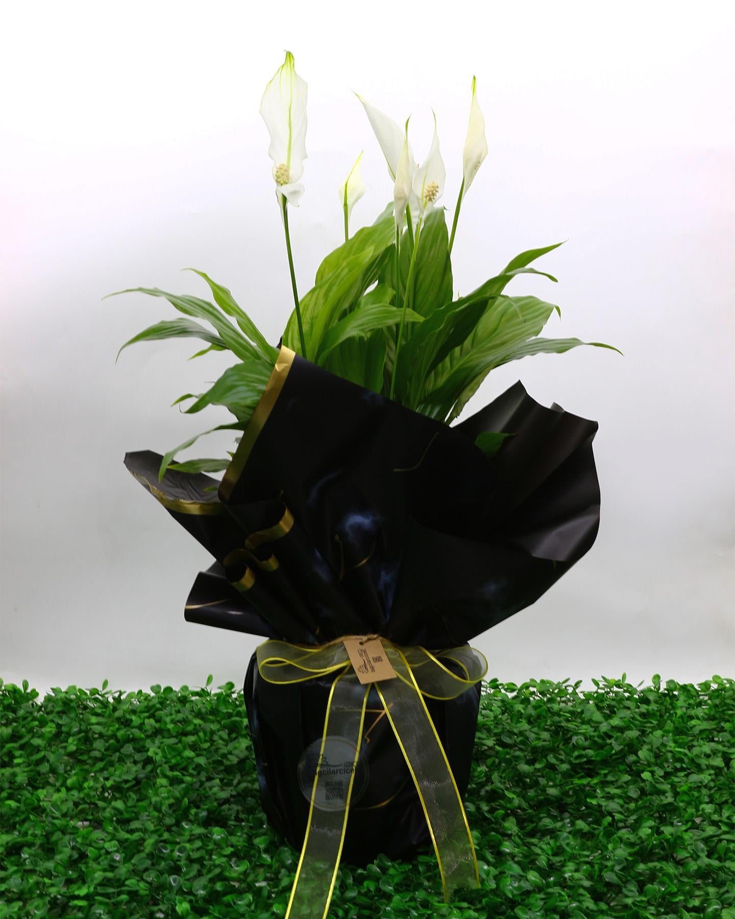 Barış Çiçeği Saksı Bitkisi (Spathiphyllum)