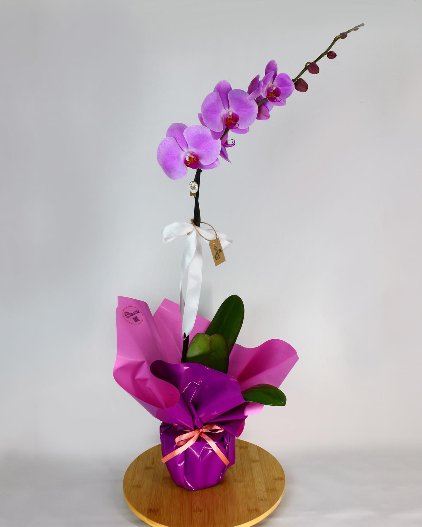 Tek Dallı Mor Orkide