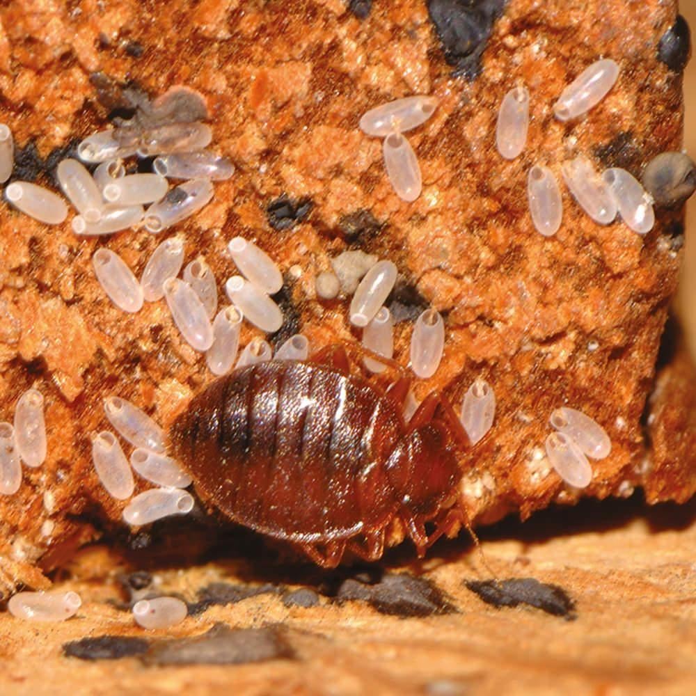 Cimex Eradicator Buharlı Dezenfeksiyon Makinesi