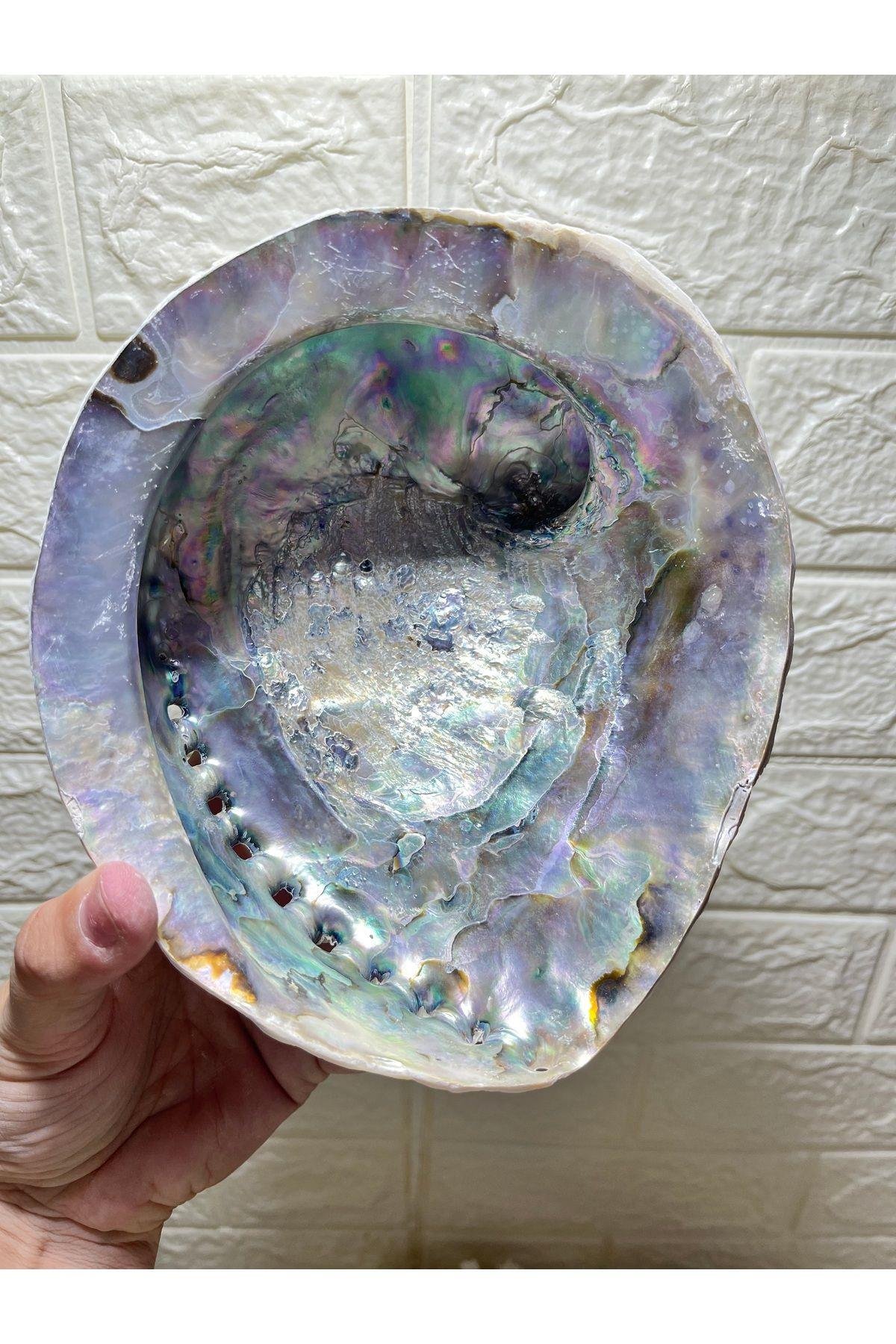 Abalone Filipinler Efsane Kabuk