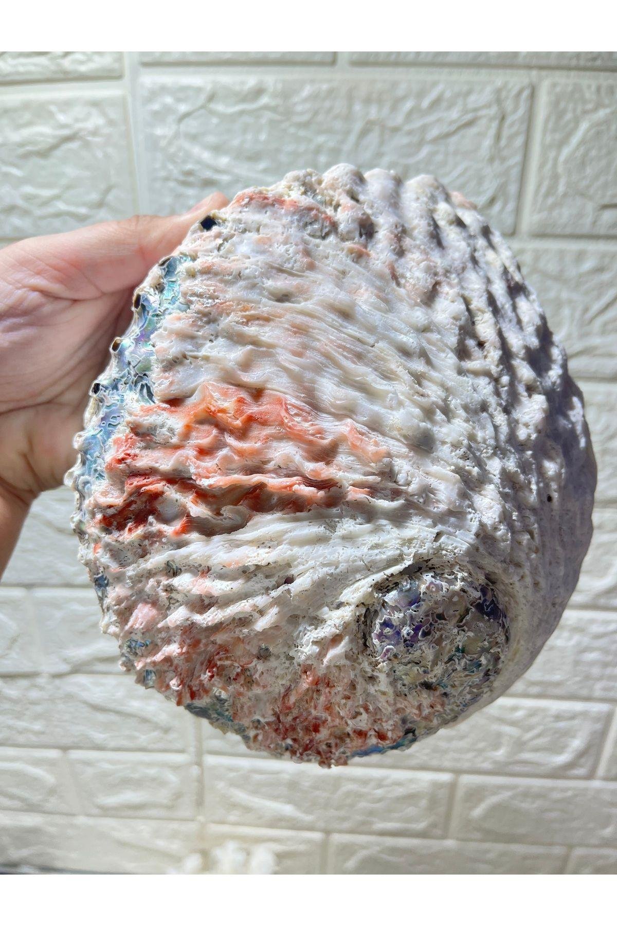 Abalone Filipinler Efsane Kabuk