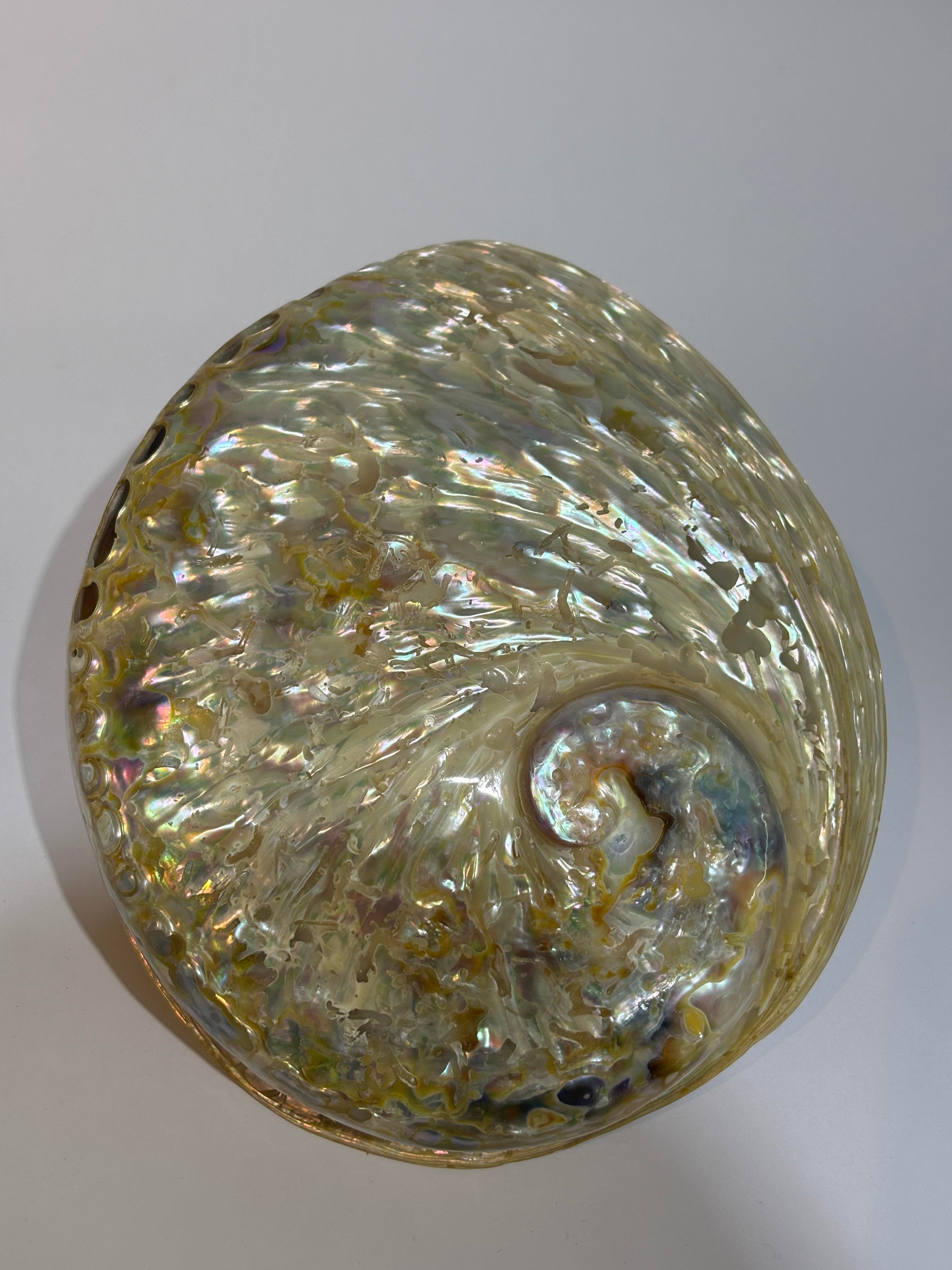 Abalone Large Whitewidov