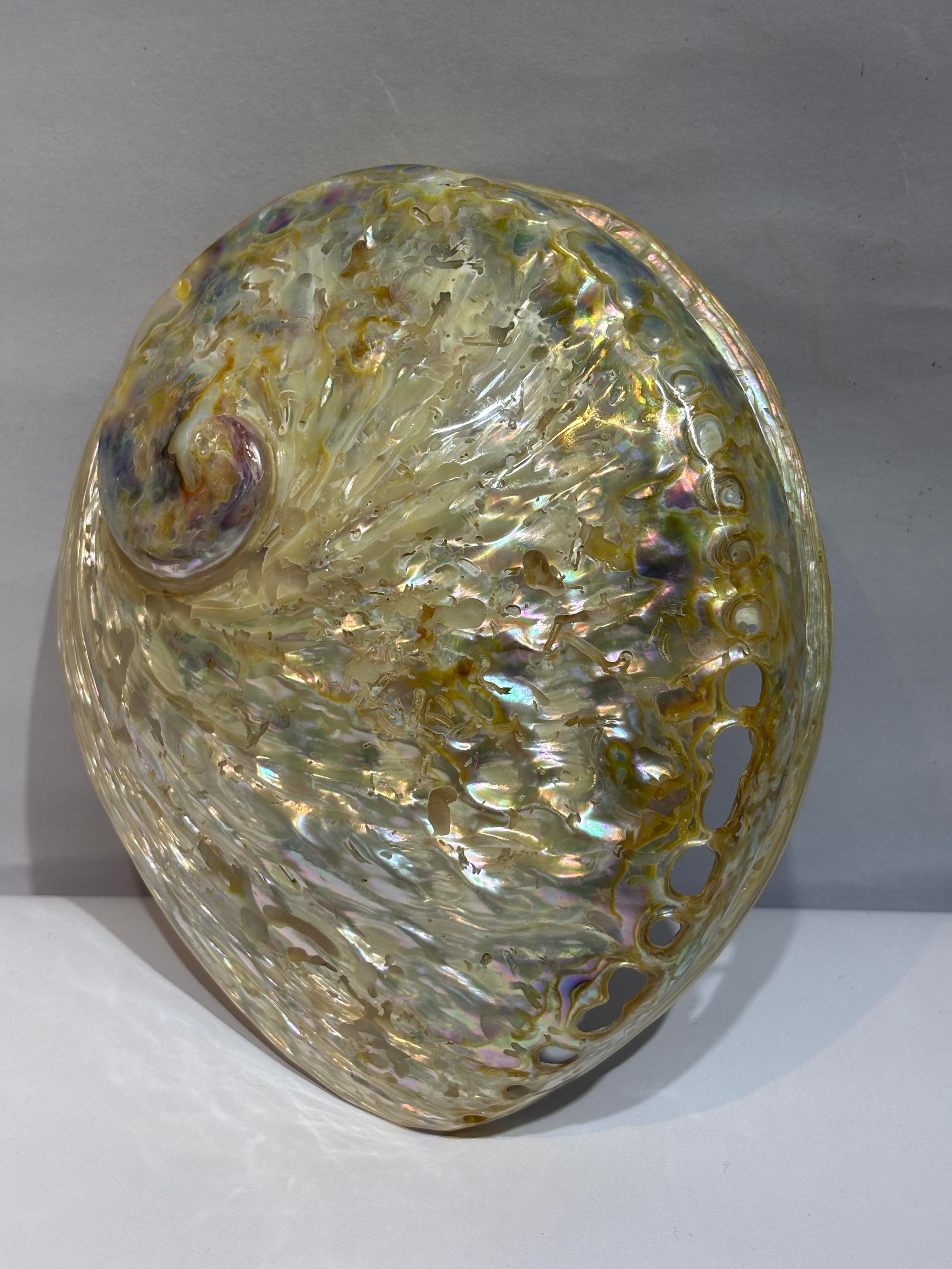 Abalone Large Whitewidov