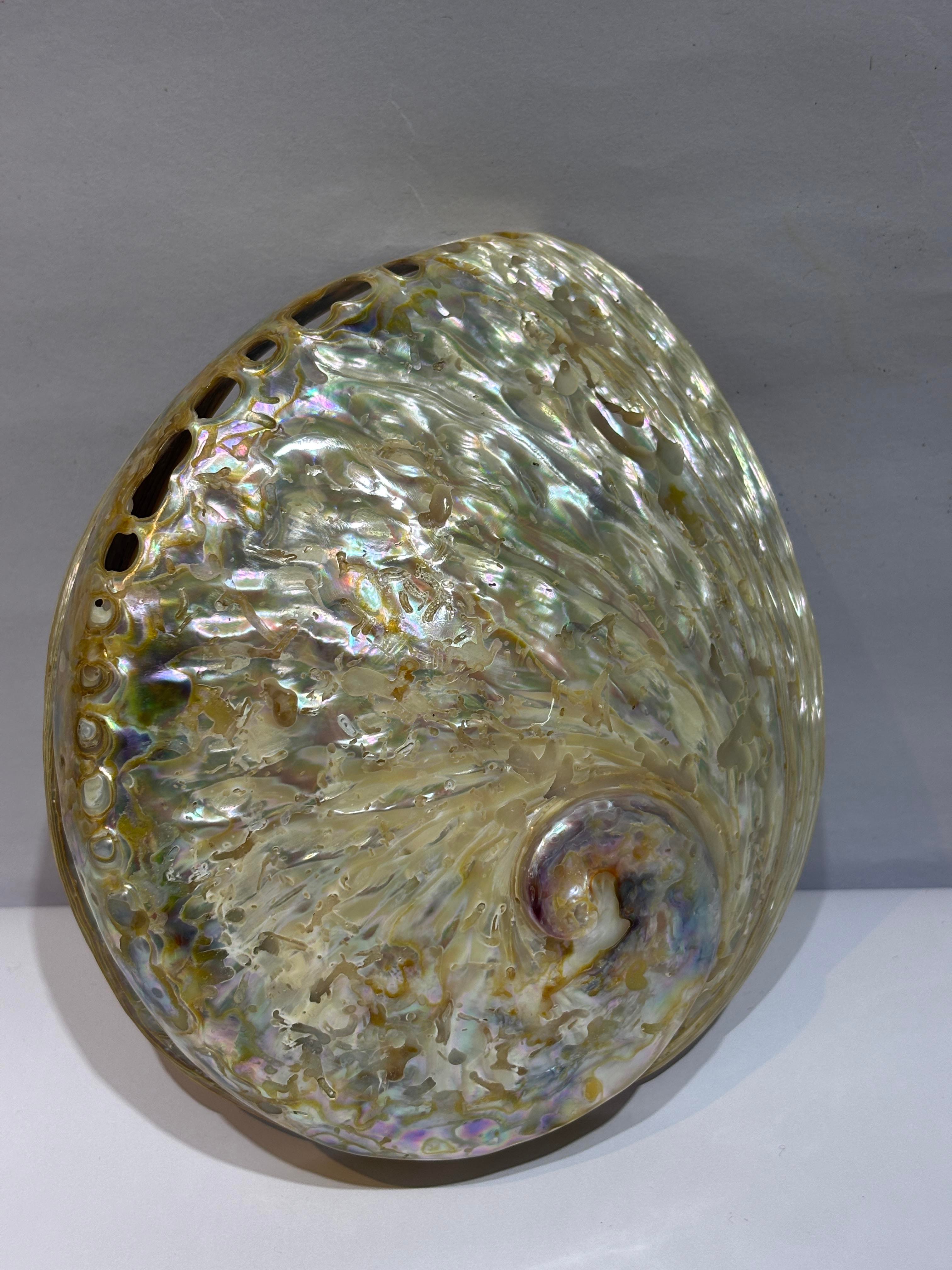 Abalone Large Whitewidov