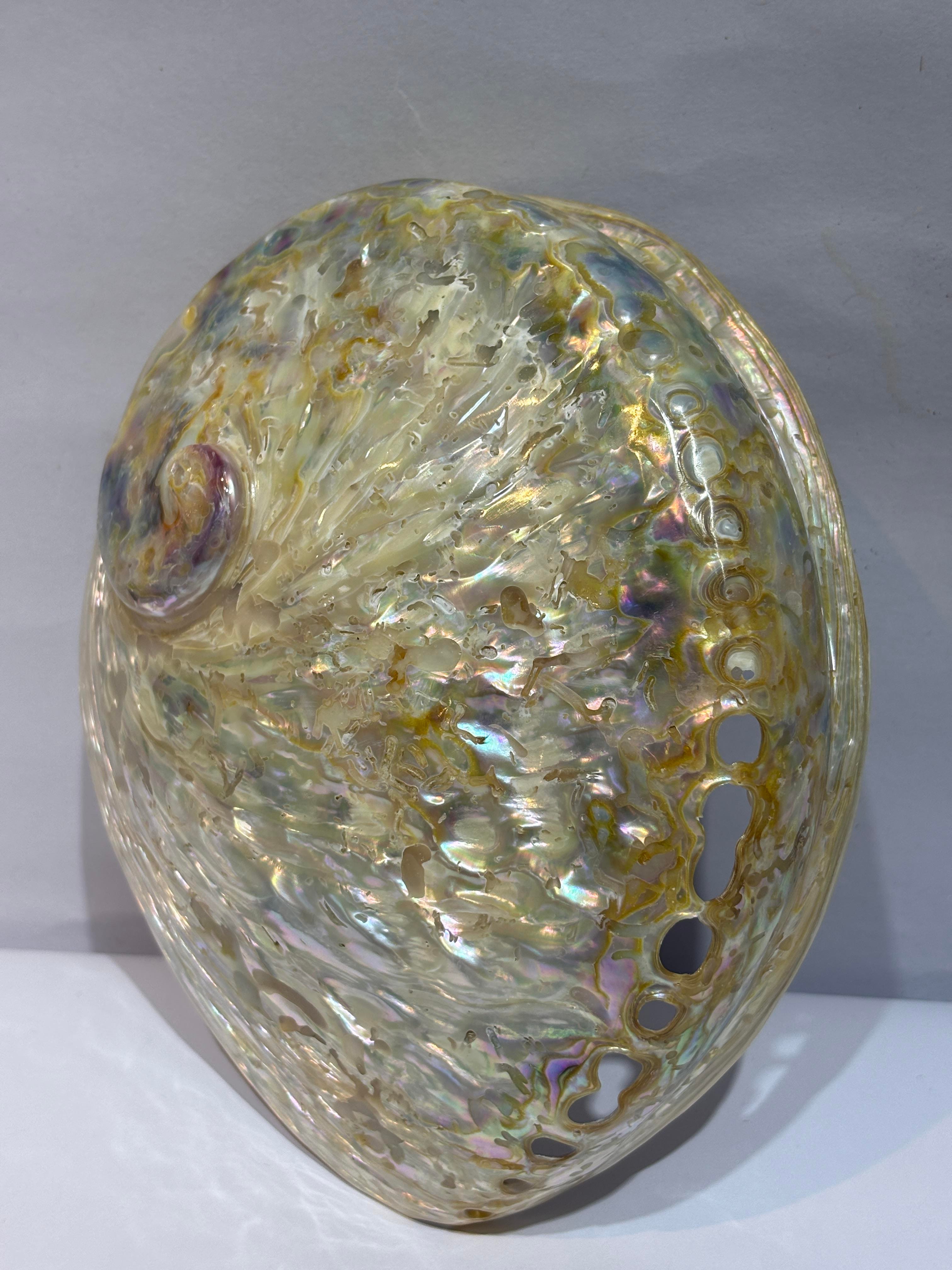 Abalone Large Whitewidov