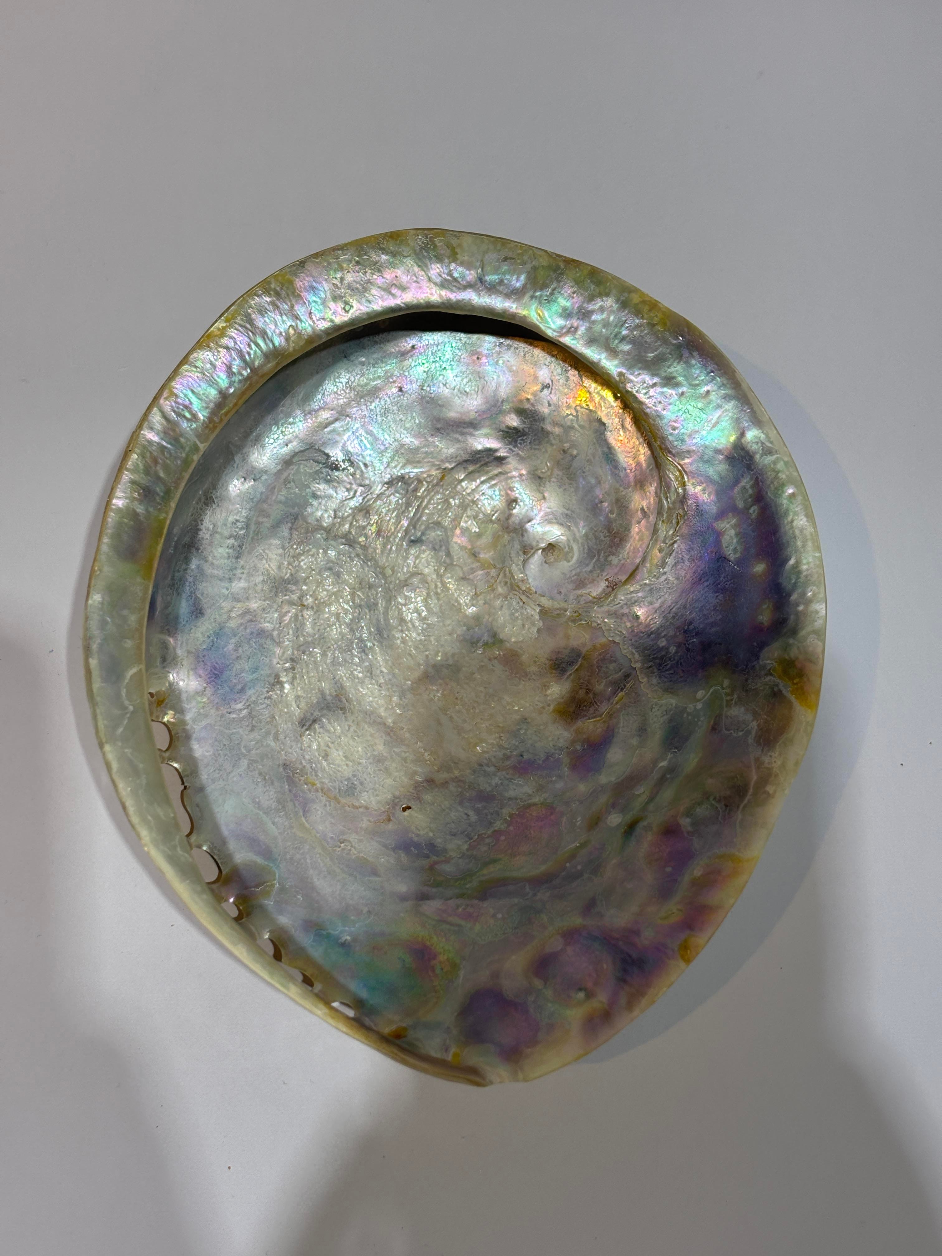 Abalone Large Whitewidov