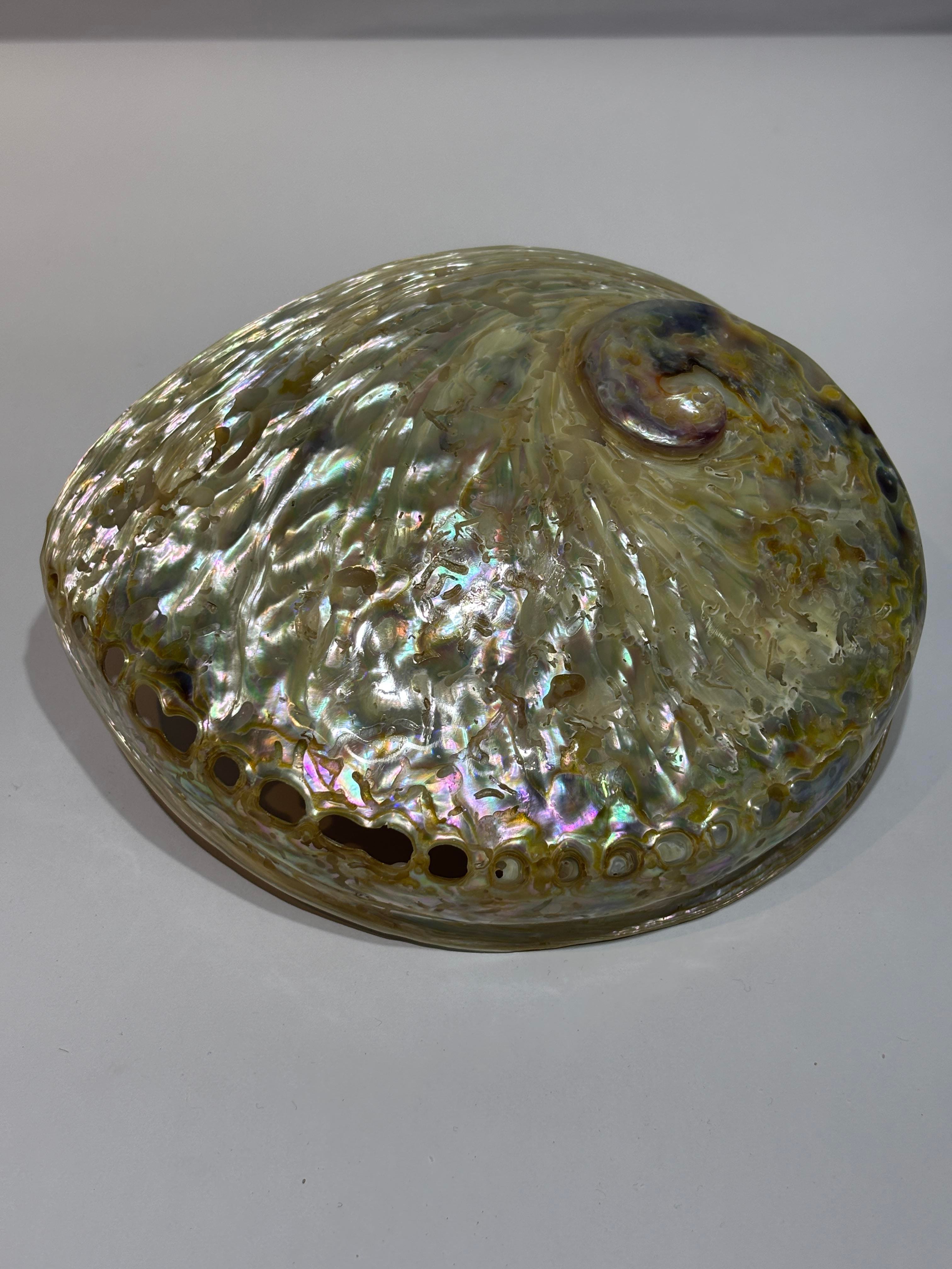Abalone Large Whitewidov