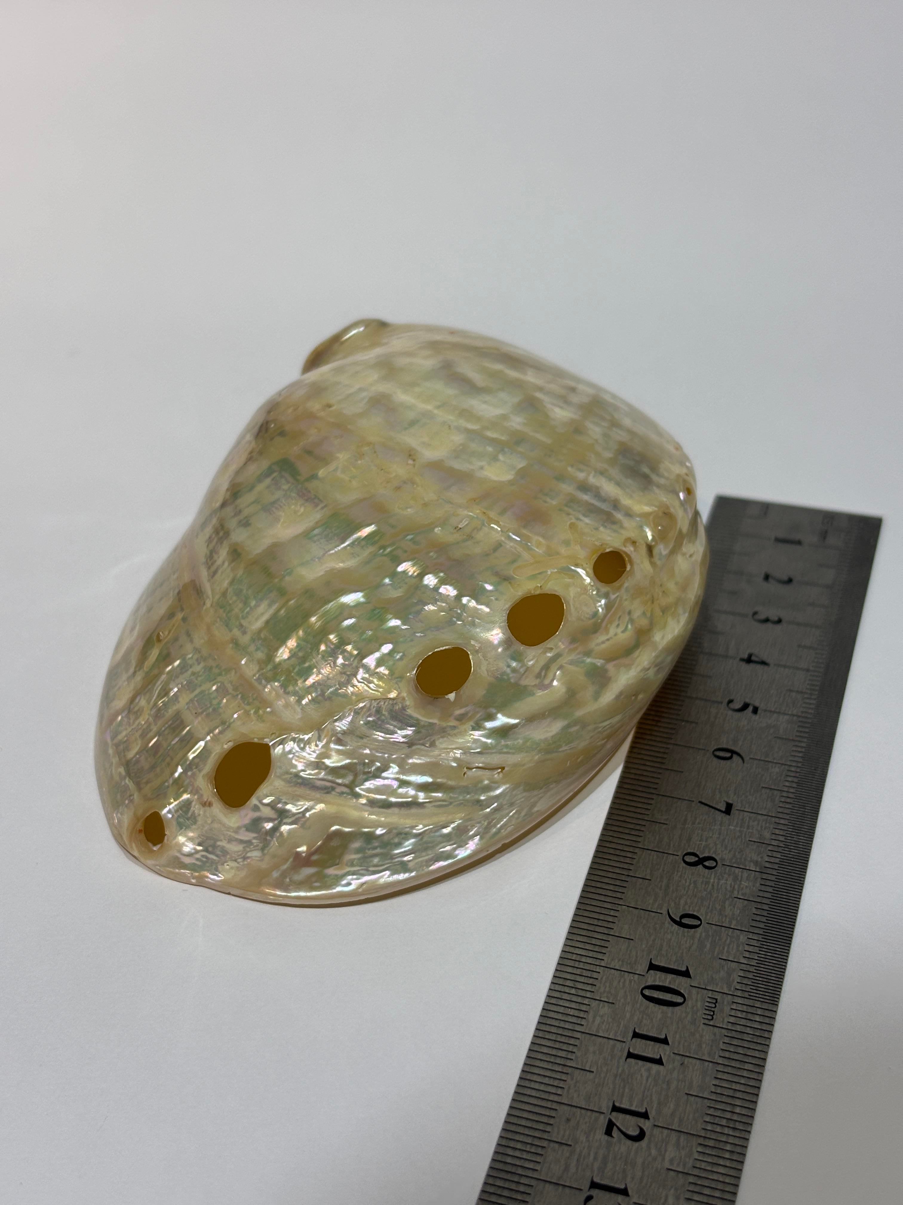 ASIMILIS KABUK 
