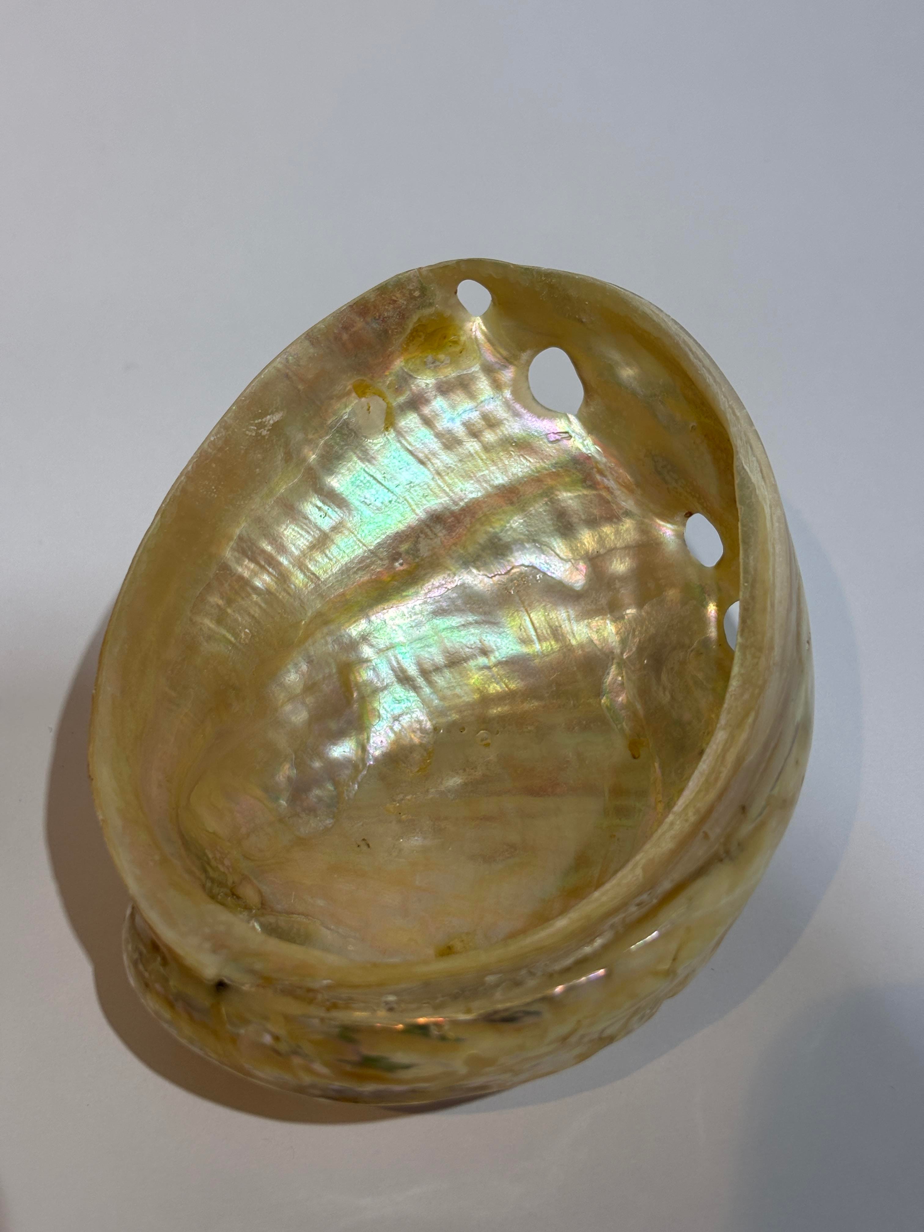 ASIMILIS KABUK 