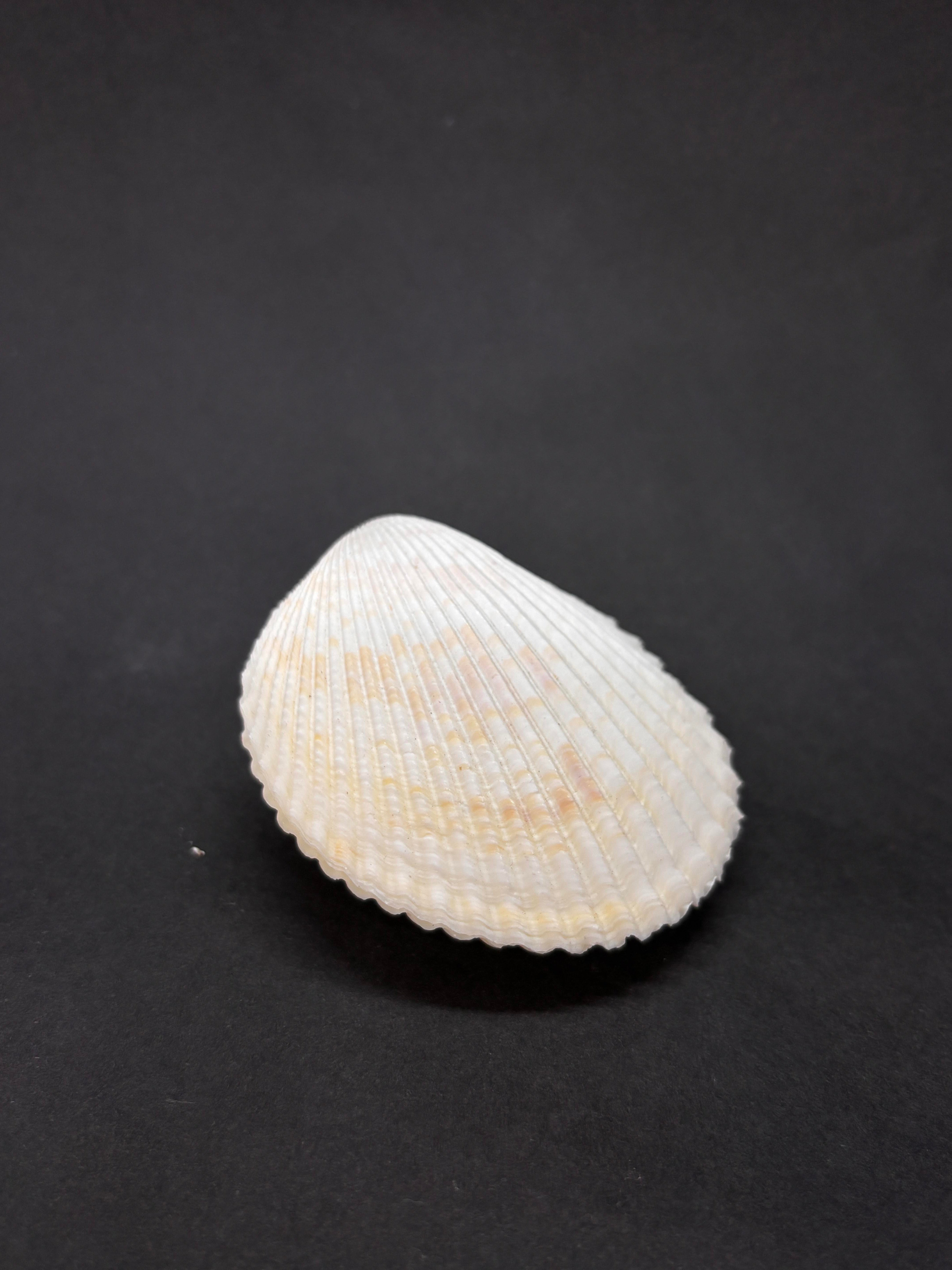 BEYAZ COCKLES KABUK