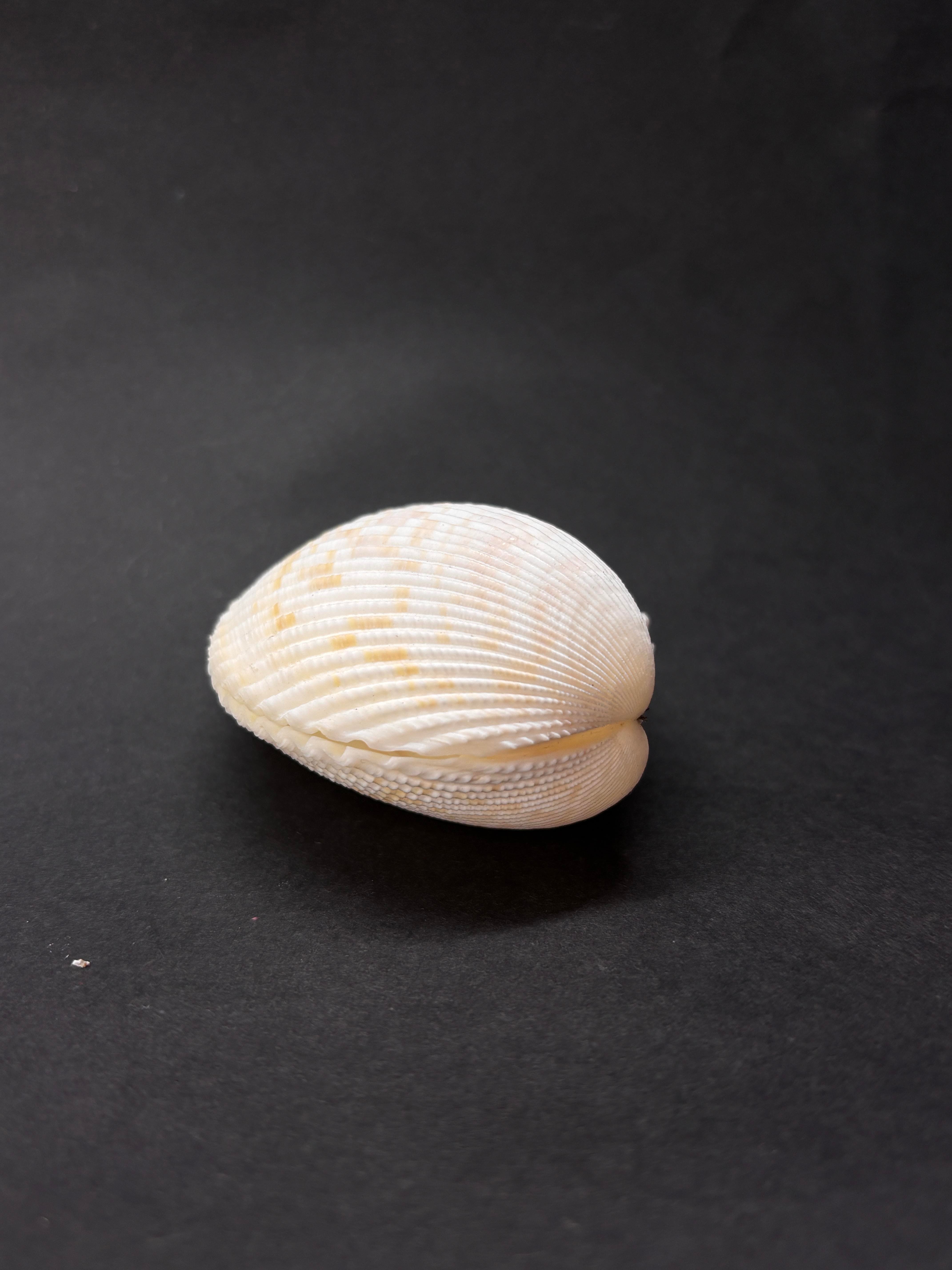 BEYAZ COCKLES KABUK