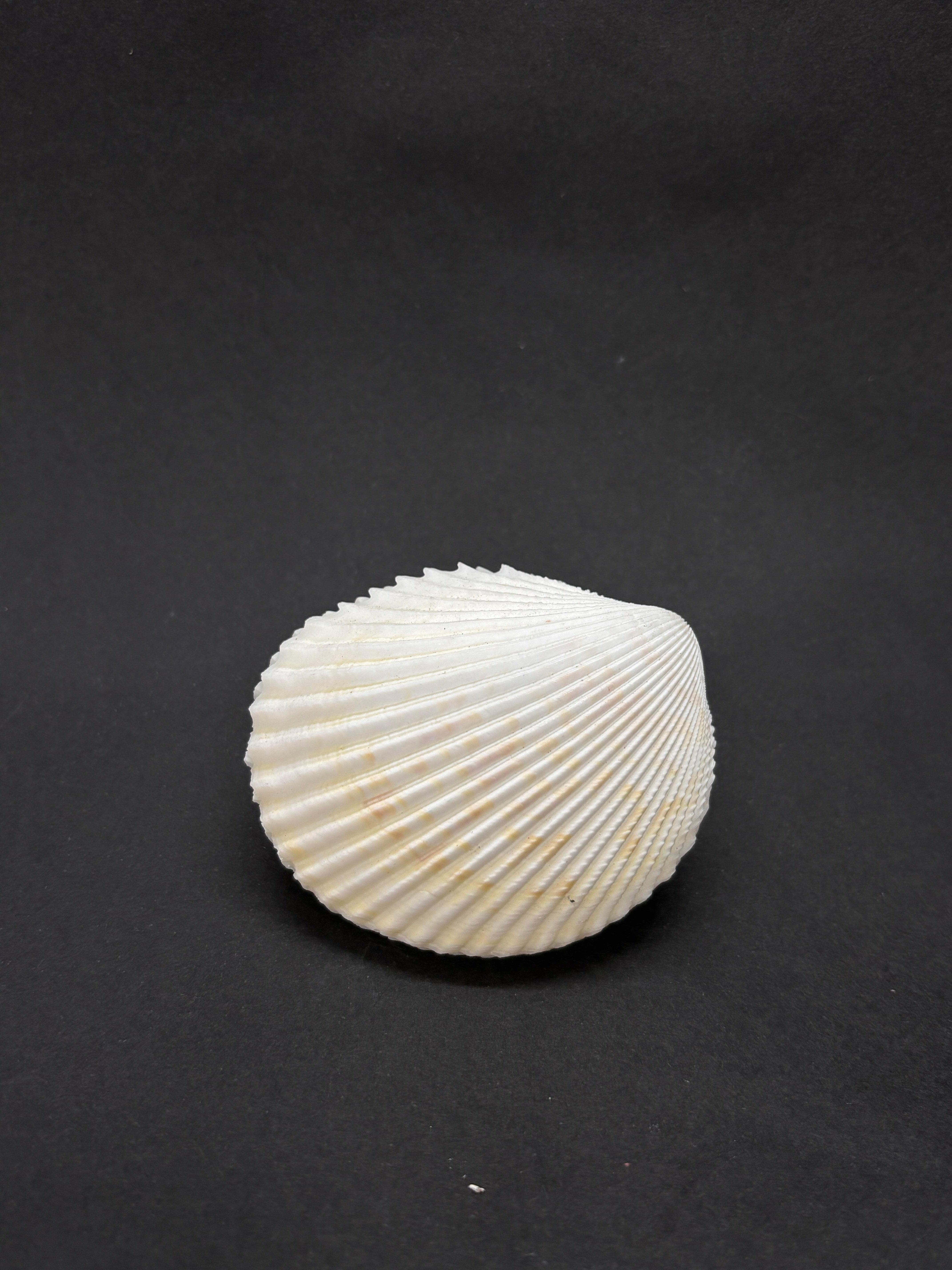 BEYAZ COCKLES KABUK