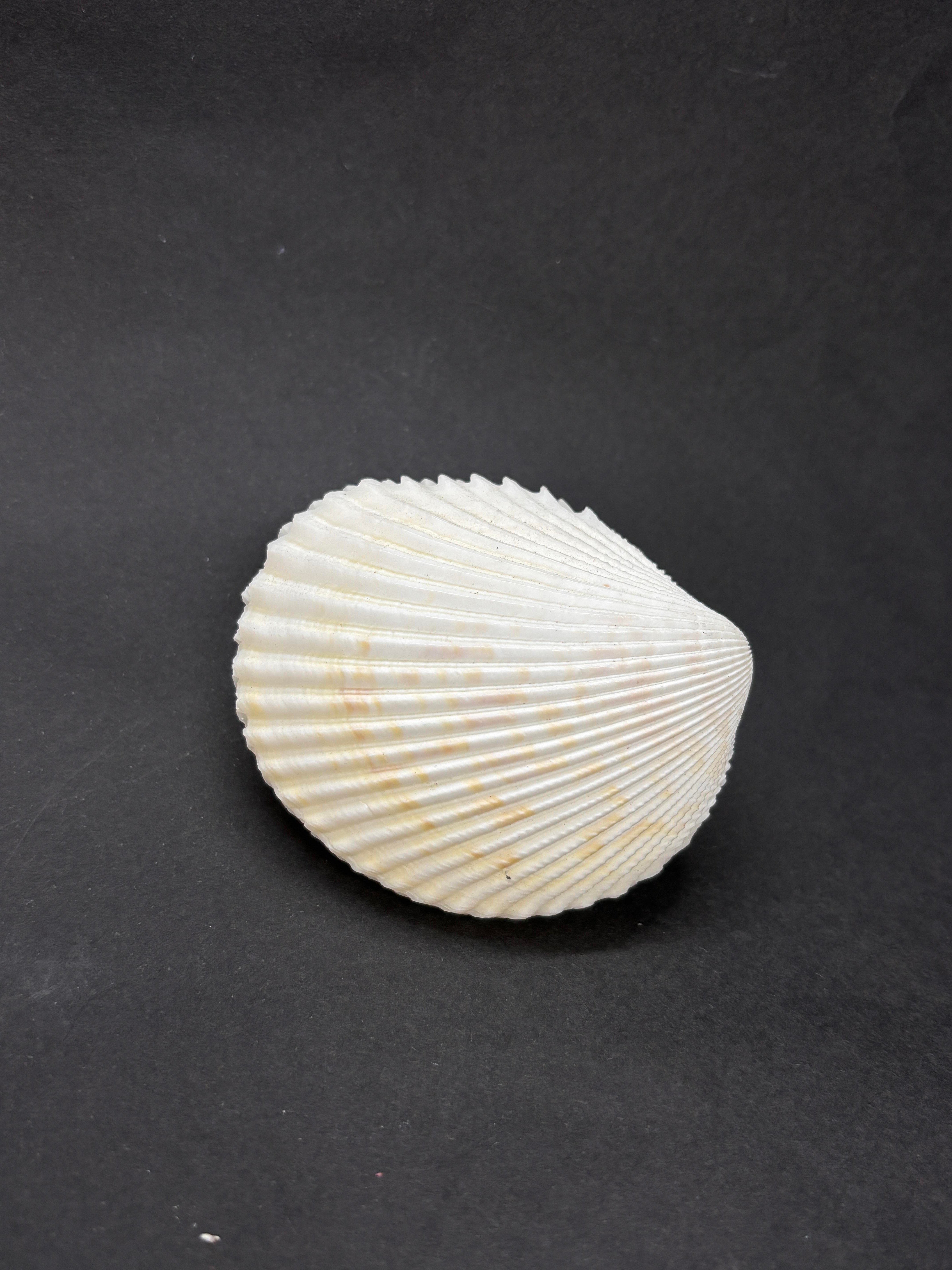 BEYAZ COCKLES KABUK