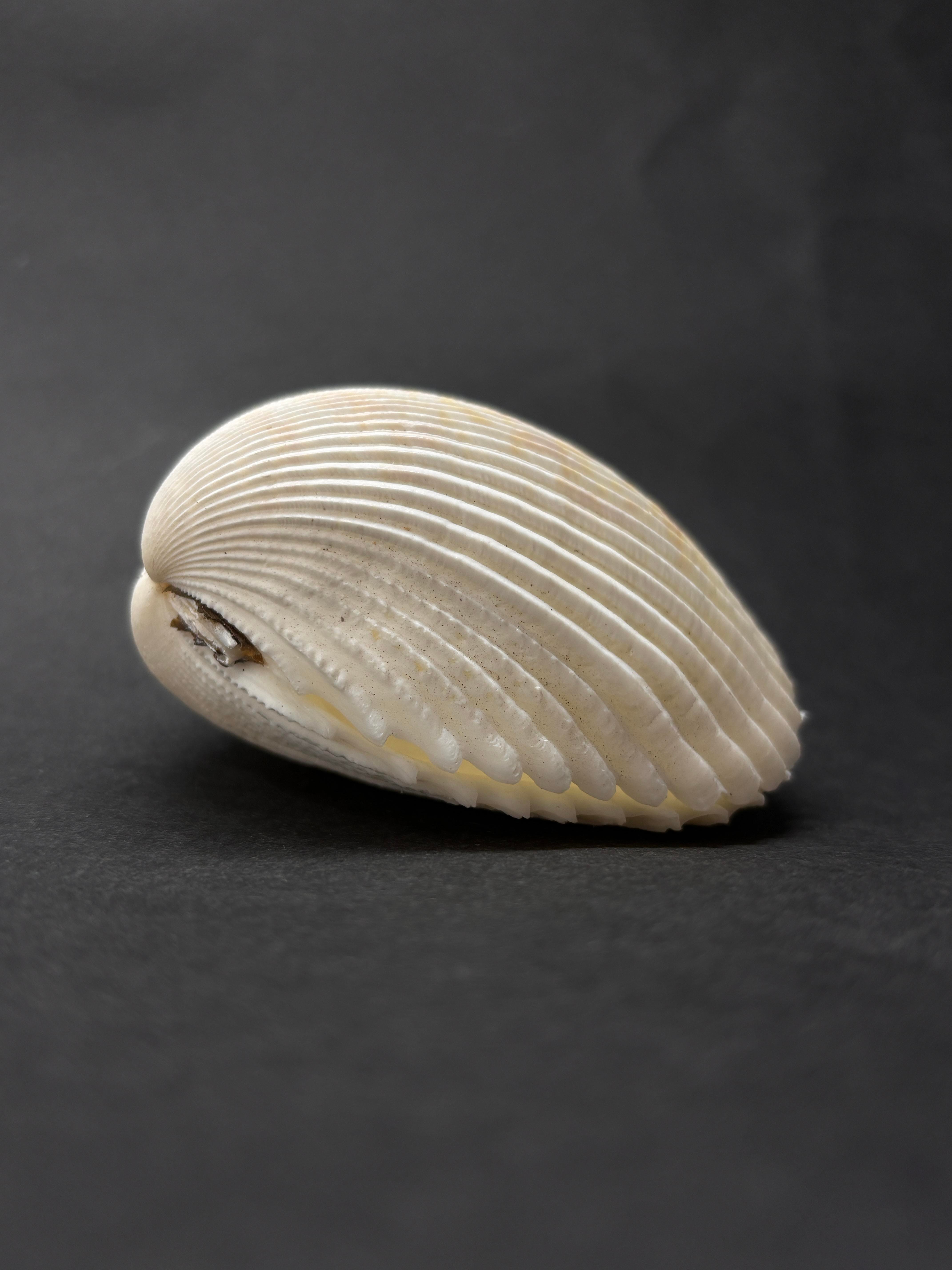 BEYAZ COCKLES KABUK