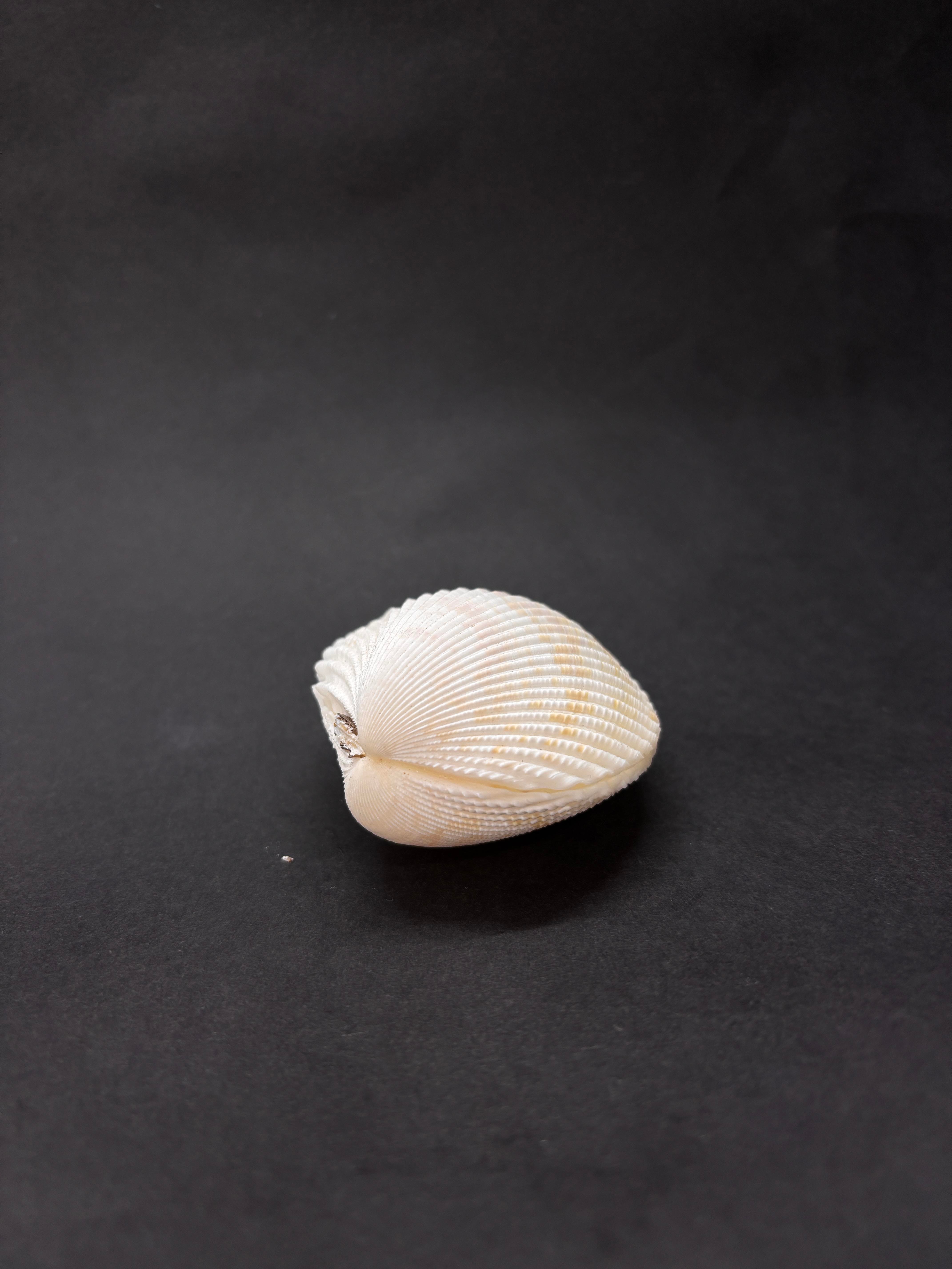 BEYAZ COCKLES KABUK