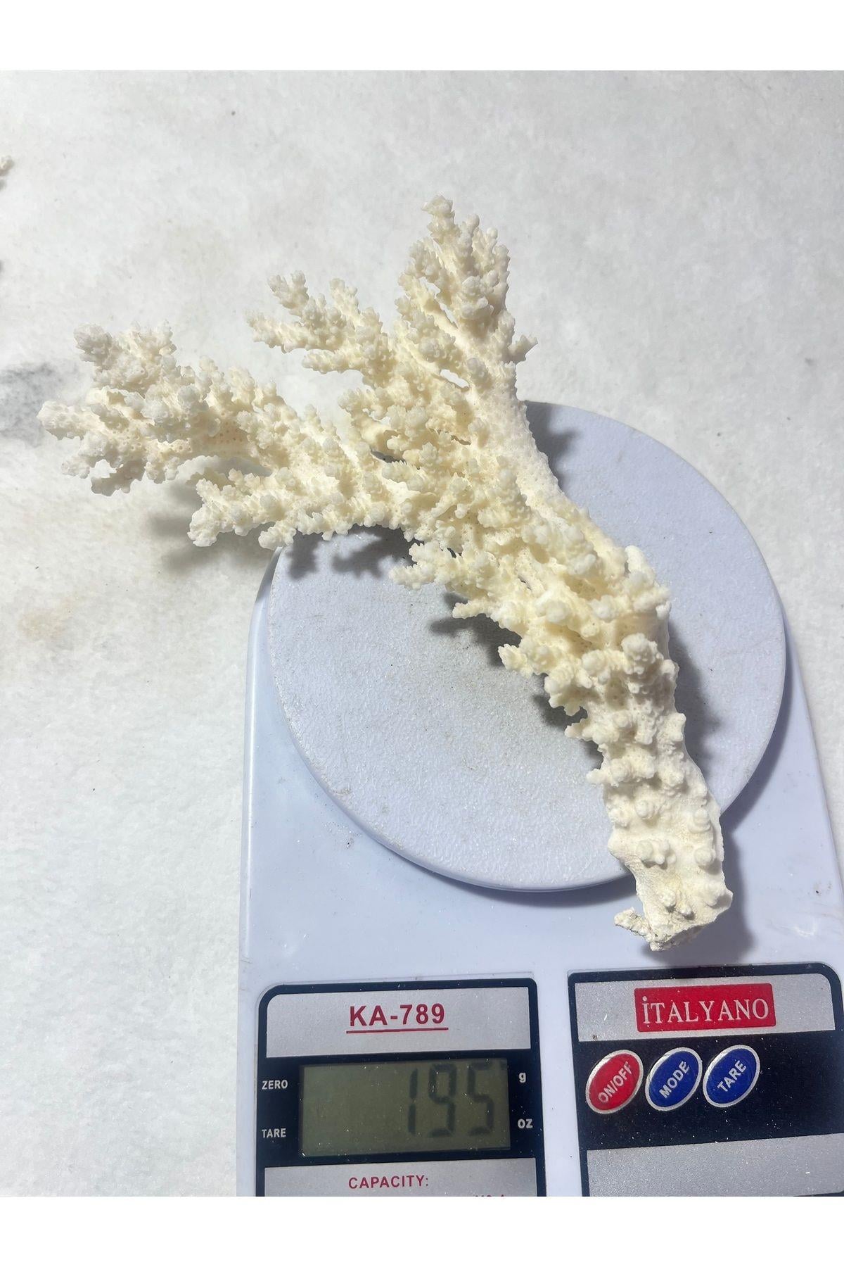 Büyük Dal Mercan 20 cm