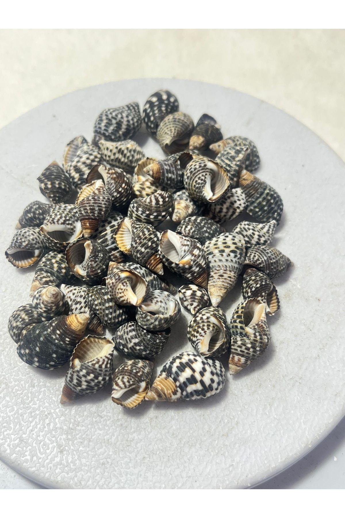 Deniz Kabuğu Koyu Renk Paket (50 adet)