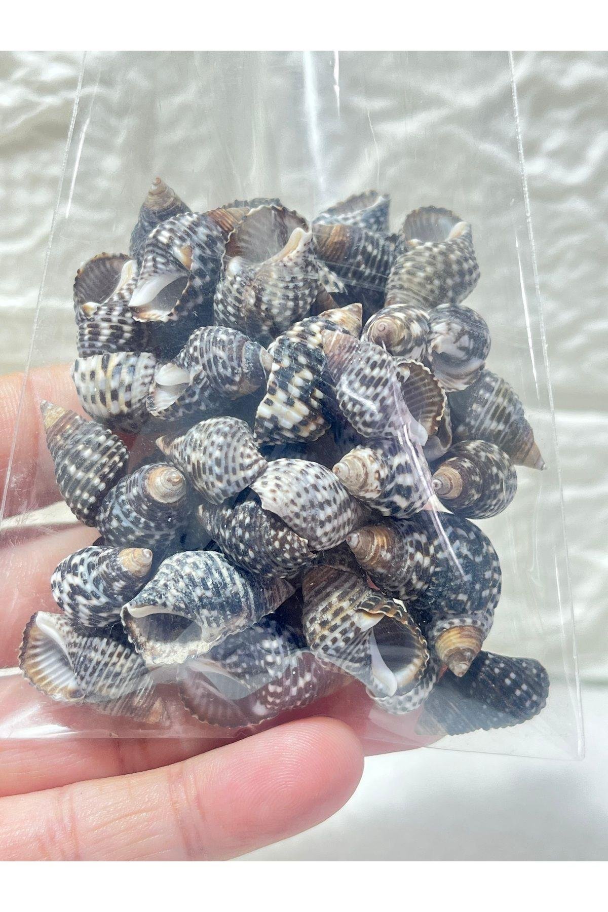 Deniz Kabuğu Koyu Renk Paket (50 adet)