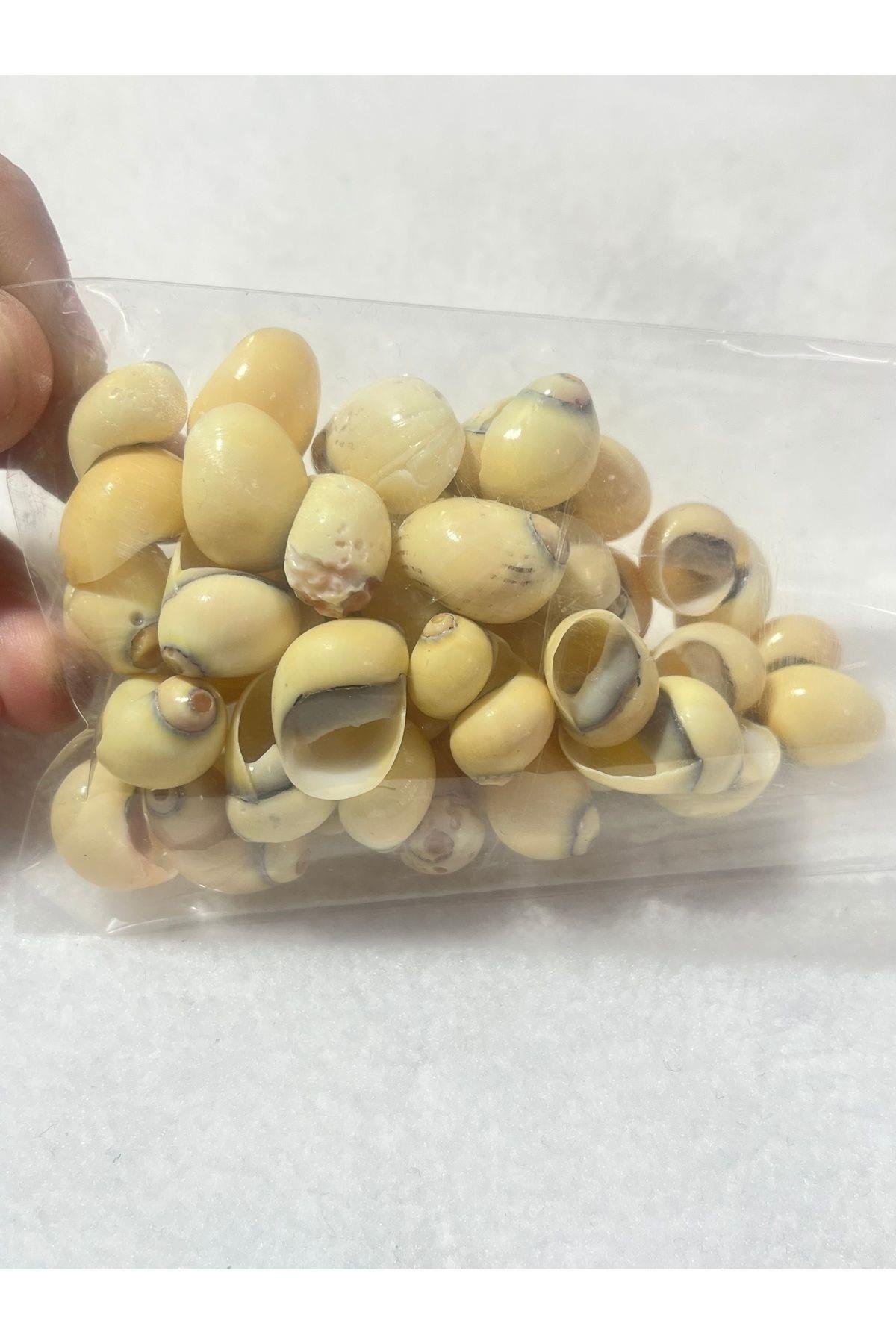 Deniz Kabuğu Paketli (50 adet )