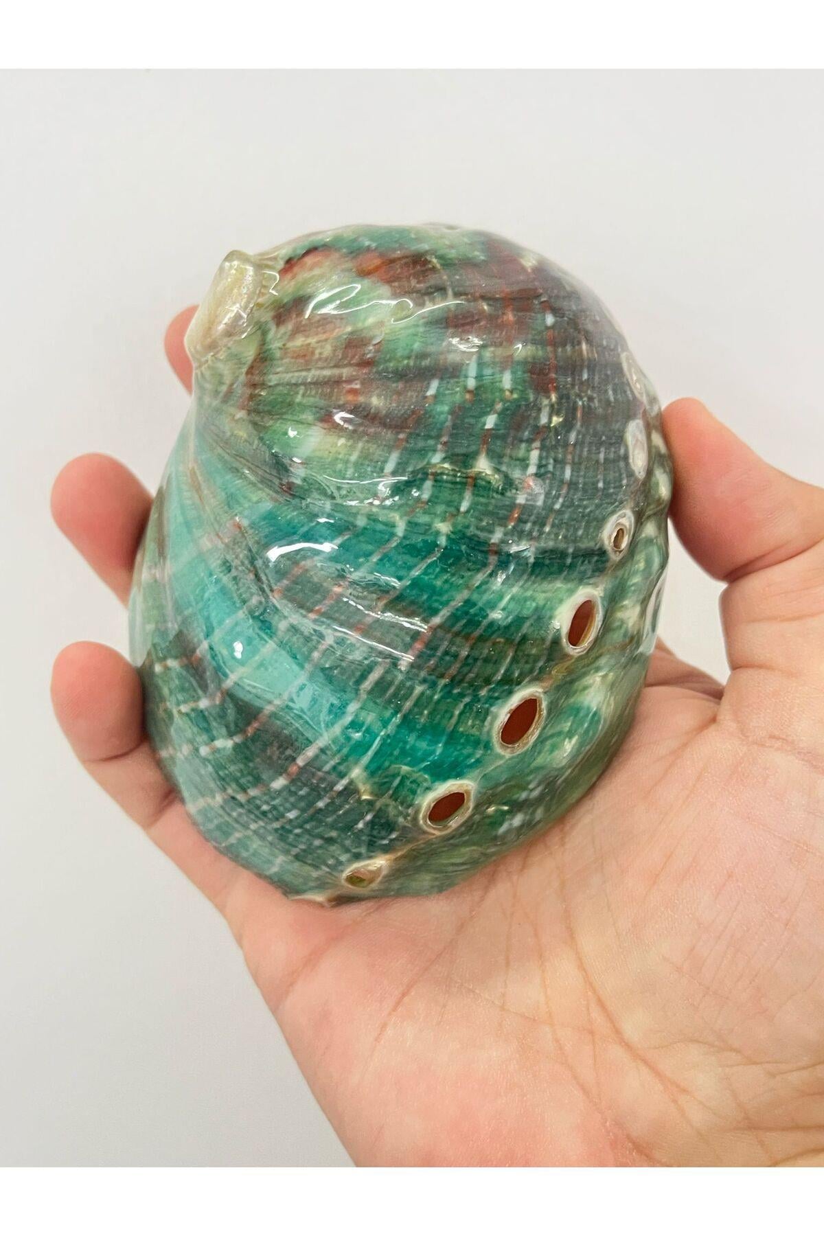 Flipinler Okyanus Kabuk