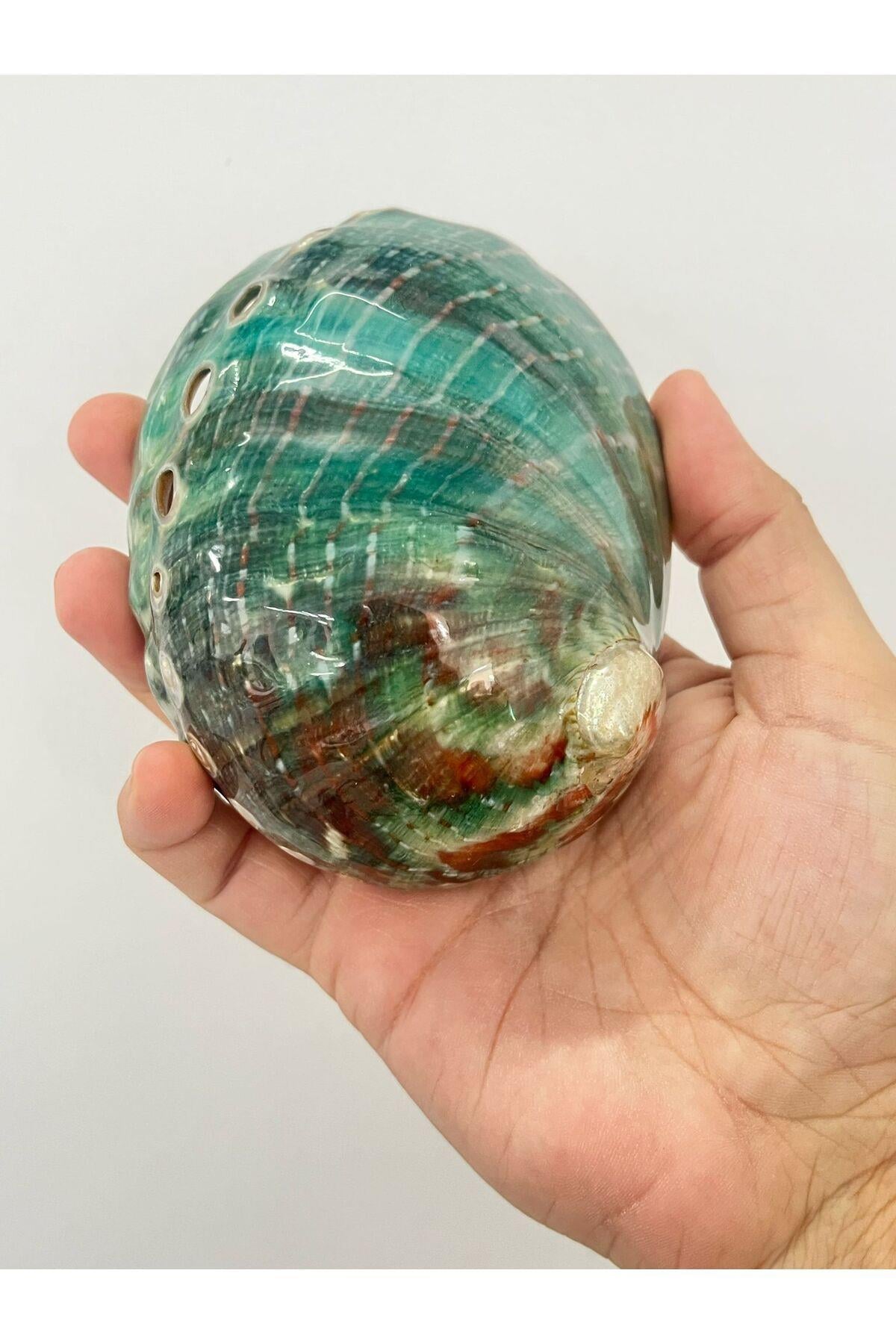 Flipinler Okyanus Kabuk