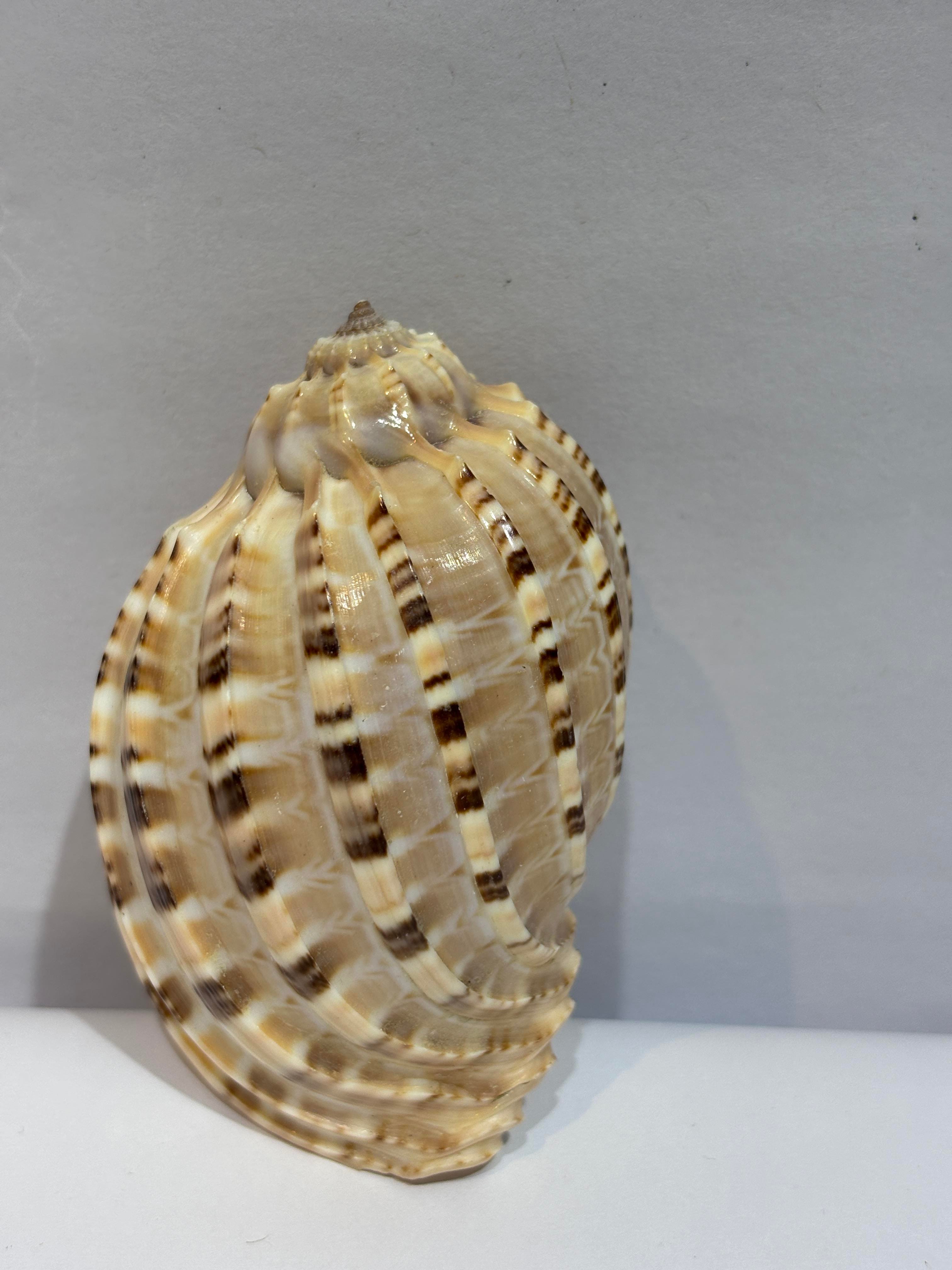 HARPA SHELL BÜYÜK BOY