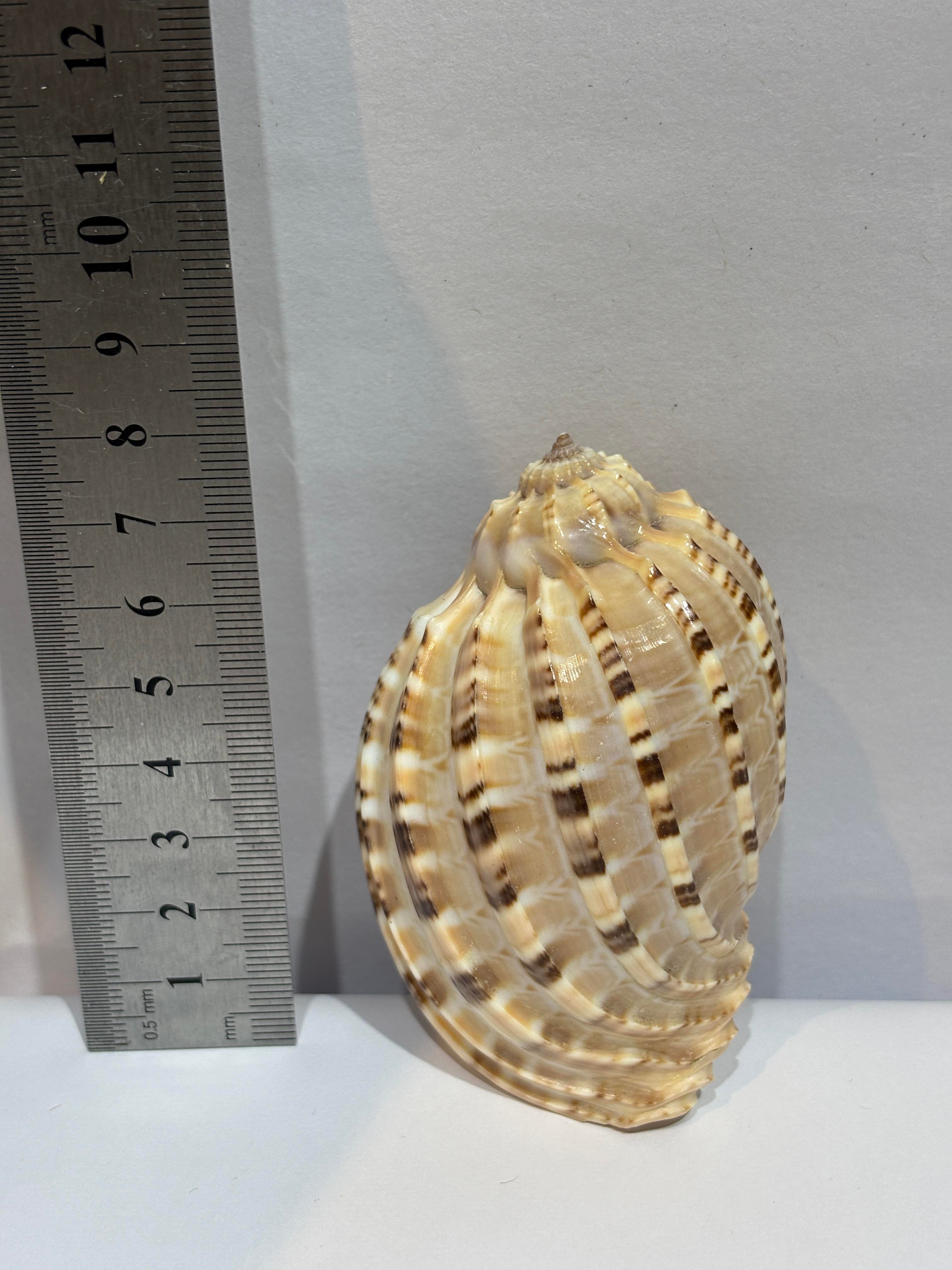 HARPA SHELL BÜYÜK BOY